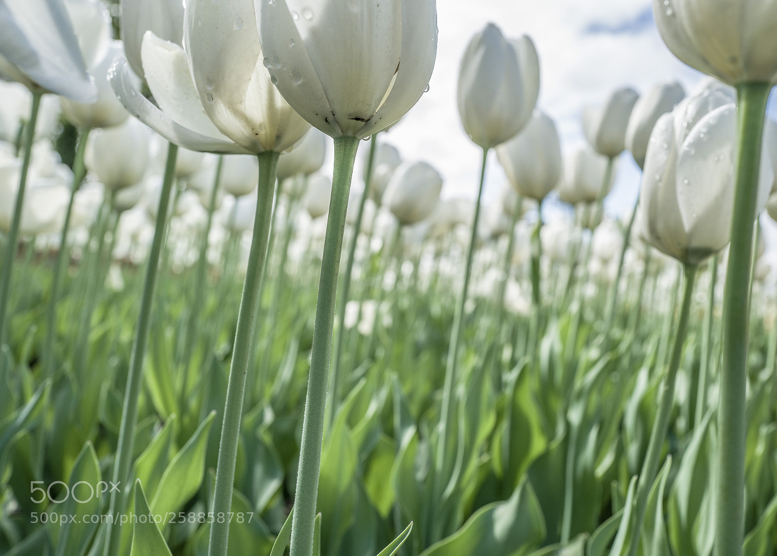 Leica Q (Typ 116) sample photo. Tulips photography