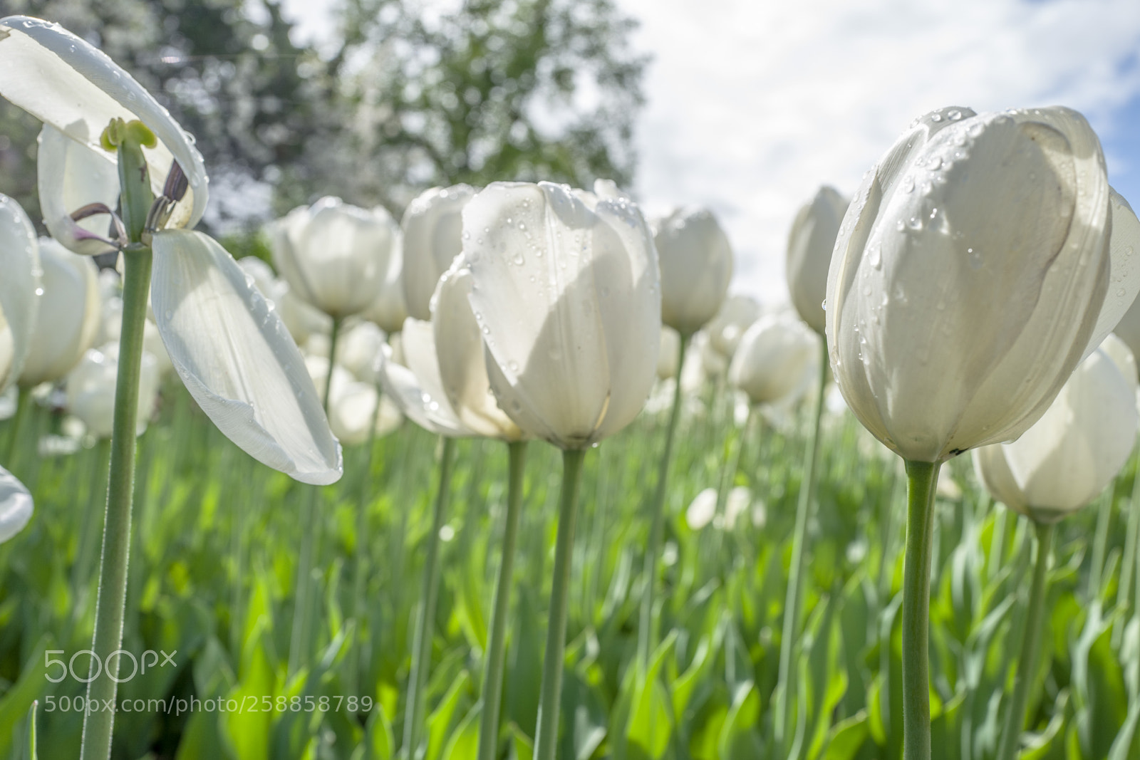 Leica Q (Typ 116) sample photo. Tulips photography