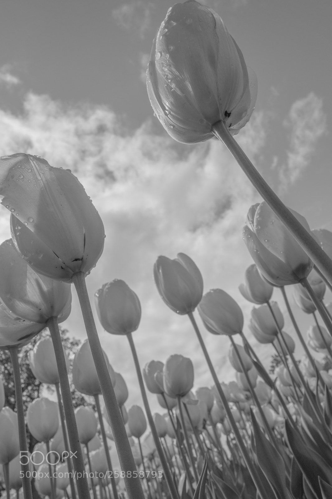 Leica Q (Typ 116) sample photo. Tulips photography