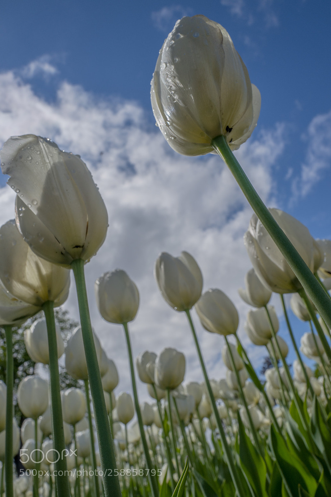 Leica Q (Typ 116) sample photo. Tulips photography