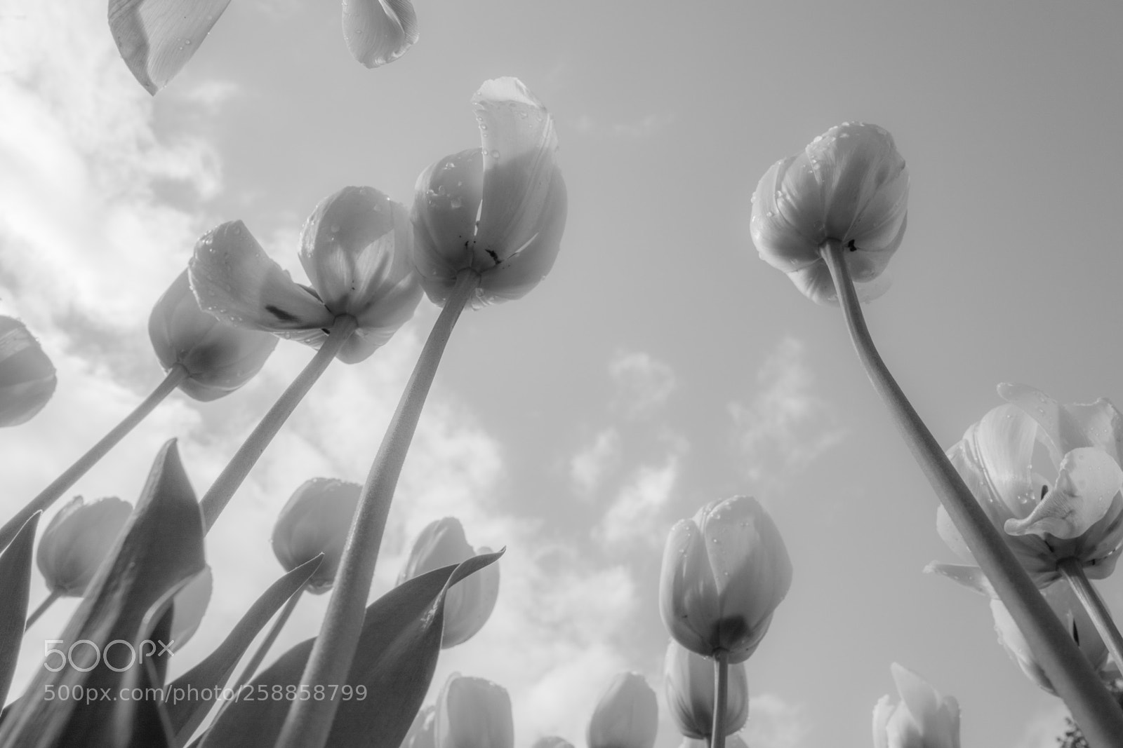 Leica Q (Typ 116) sample photo. Tulips photography
