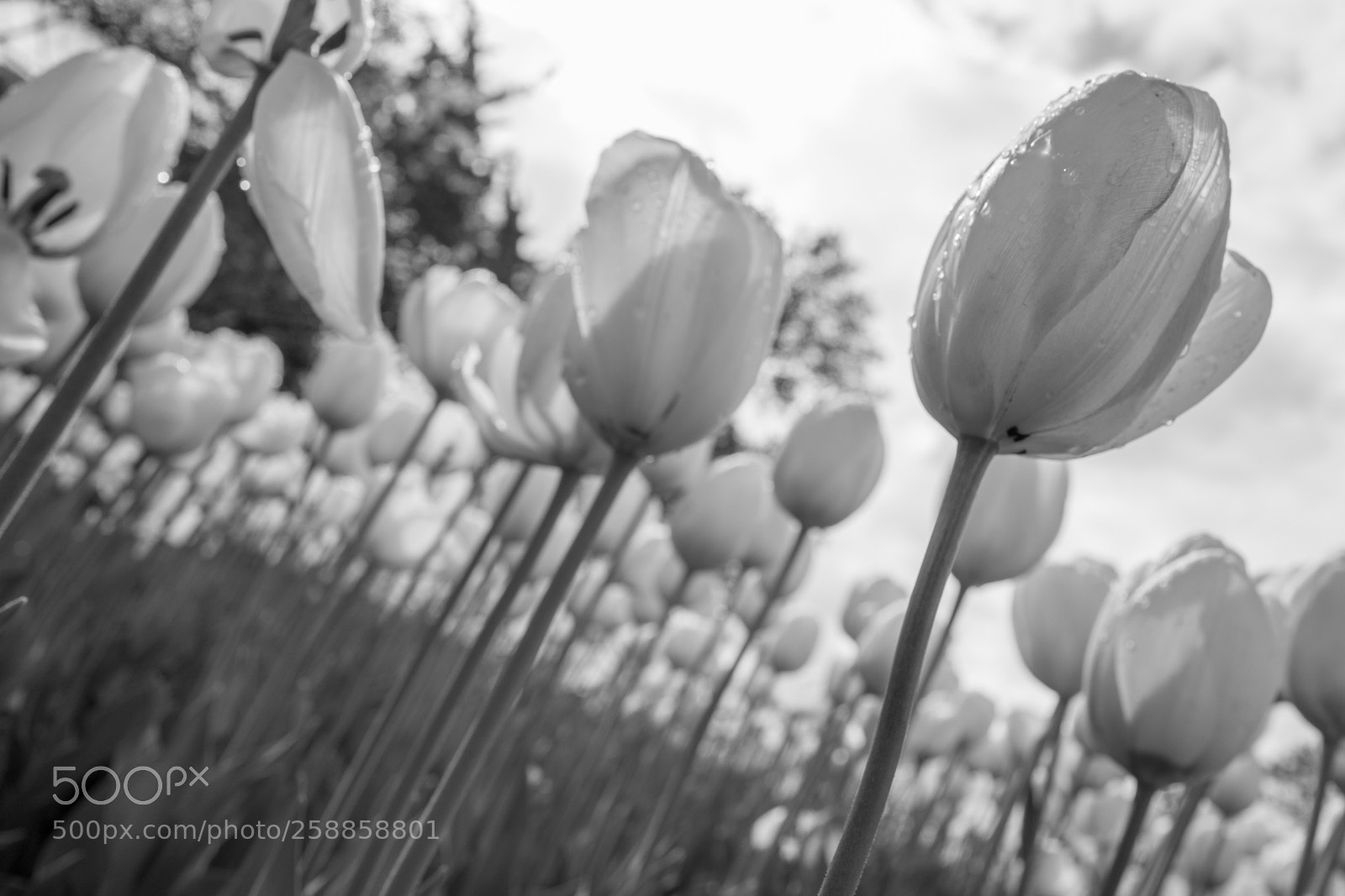 Leica Q (Typ 116) sample photo. Tulips photography