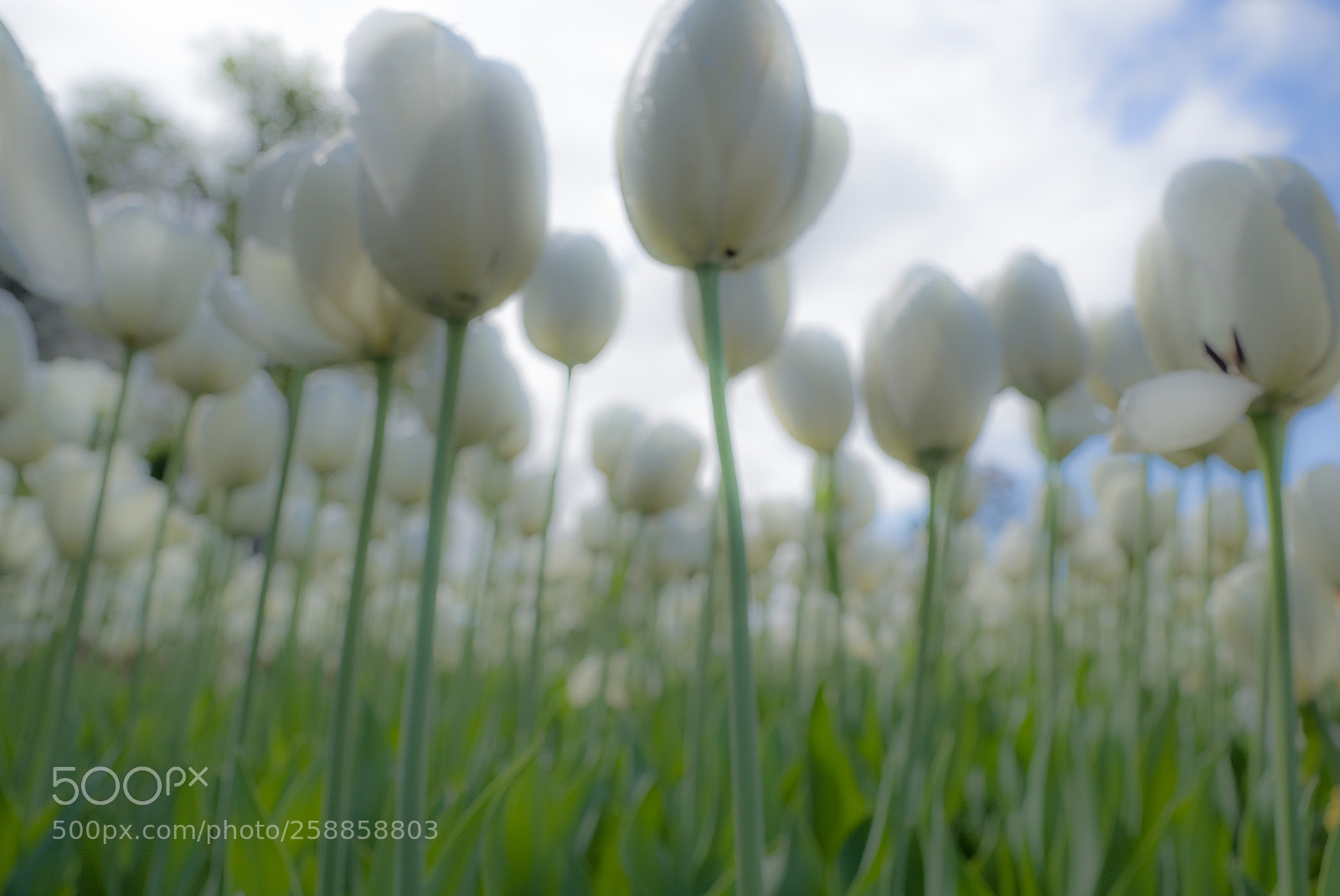 Leica Q (Typ 116) sample photo. Tulips photography