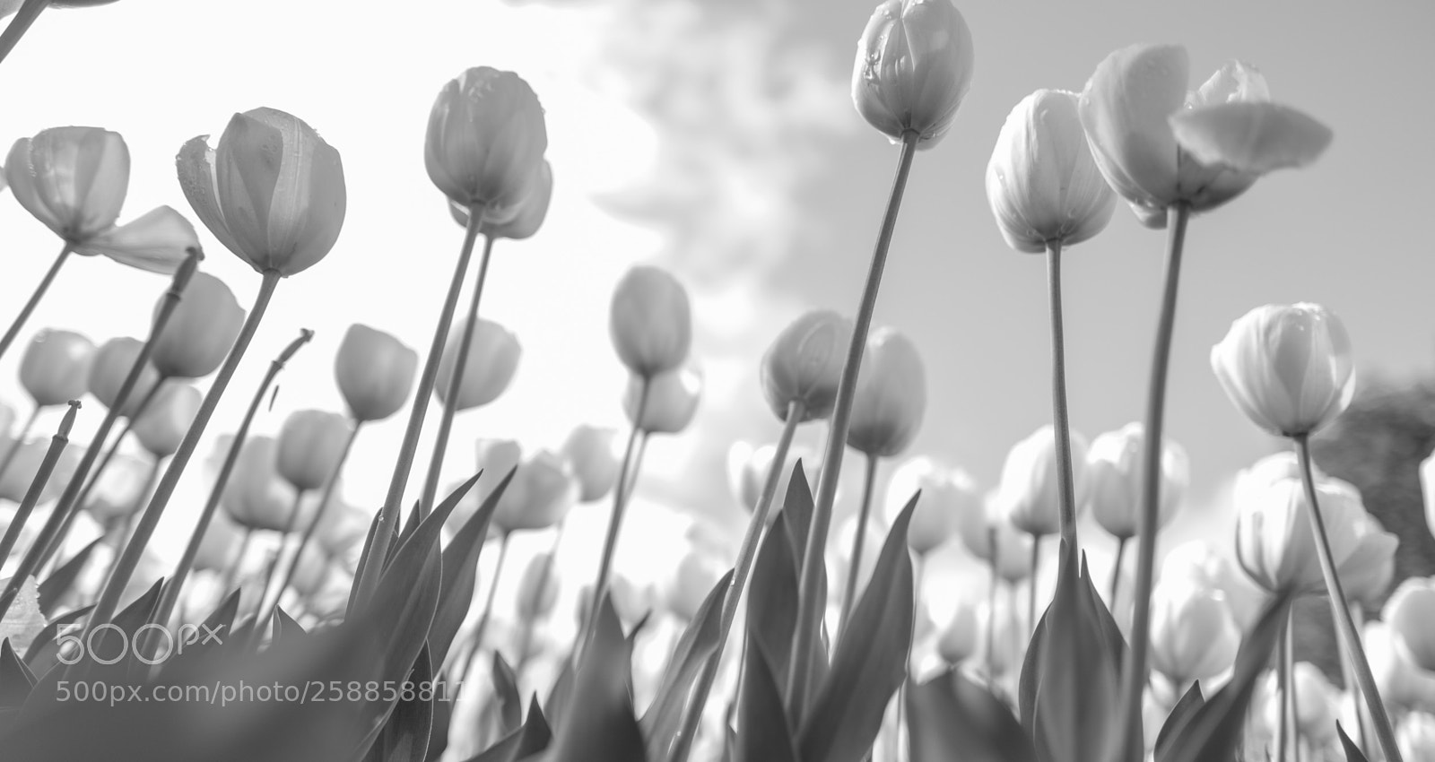 Leica Q (Typ 116) sample photo. Tulips photography