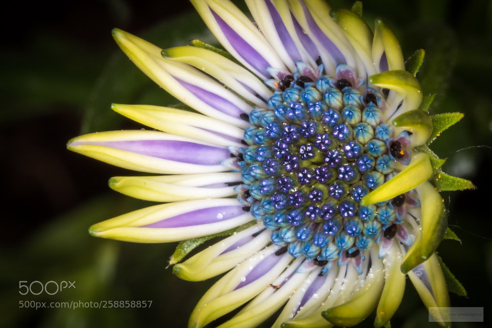 Canon EOS 7D Mark II sample photo. Blue star photography