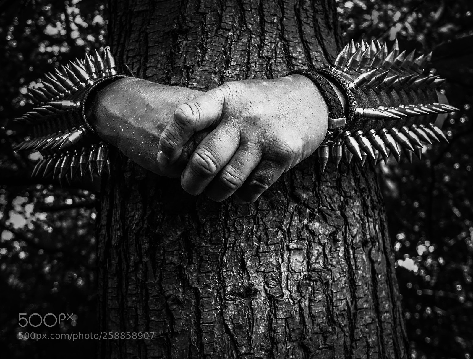Sony Cyber-shot DSC-RX10 sample photo. I save tis tree photography