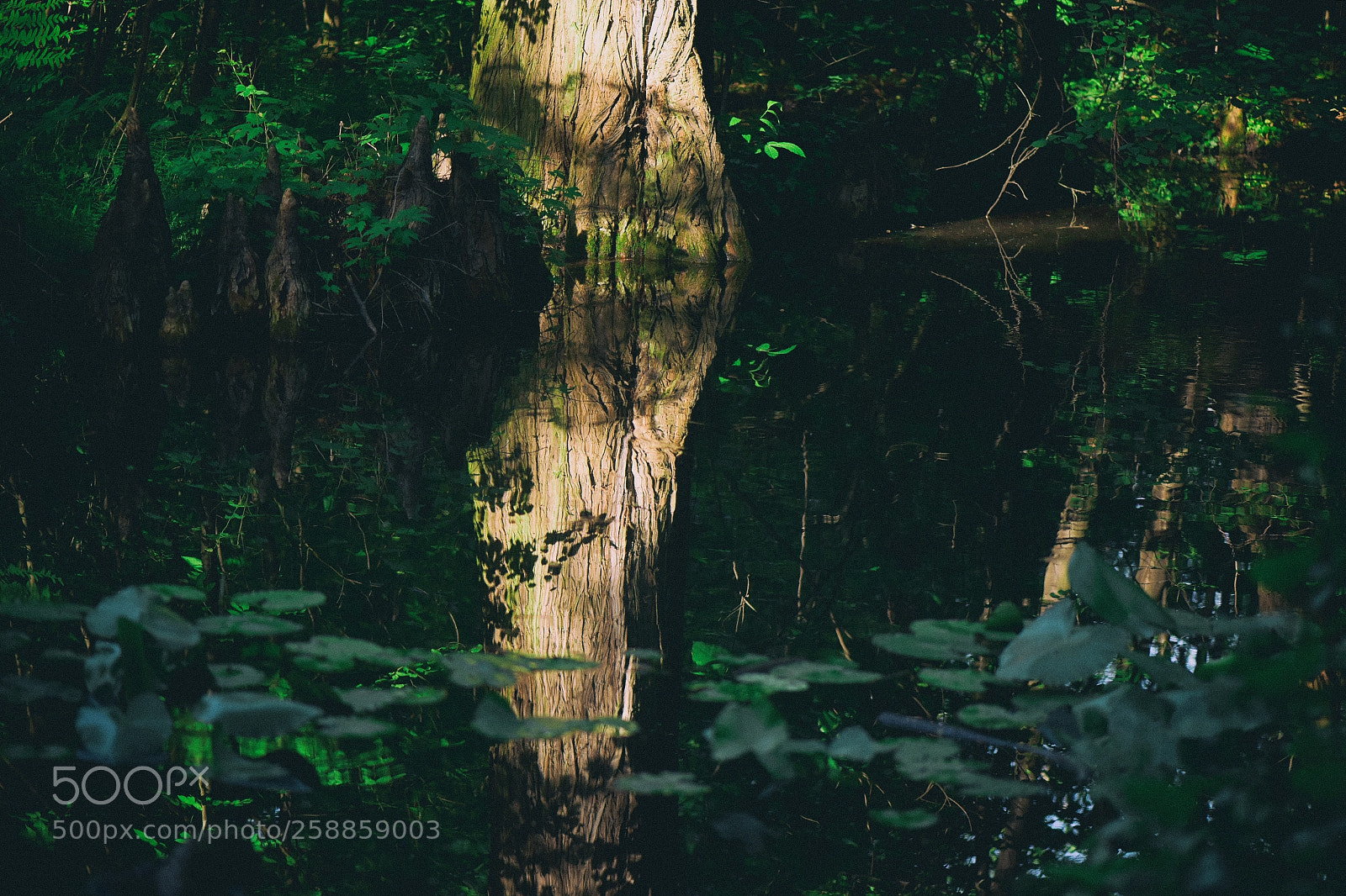 Nikon D810 sample photo. Silent reflections photography