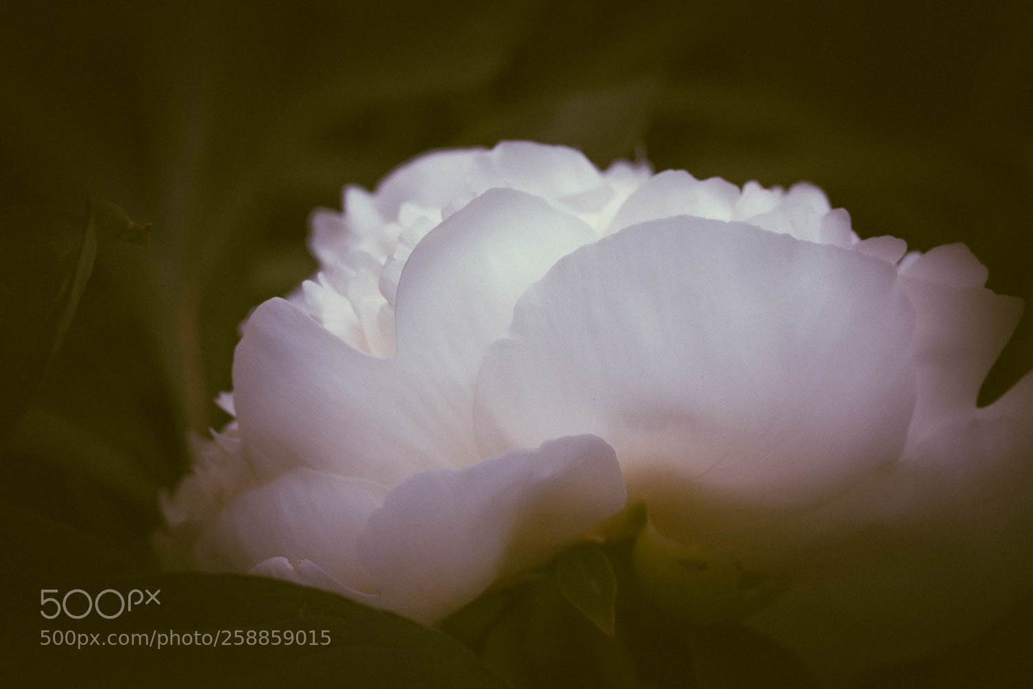 Canon EOS 70D sample photo. Soft beauty photography