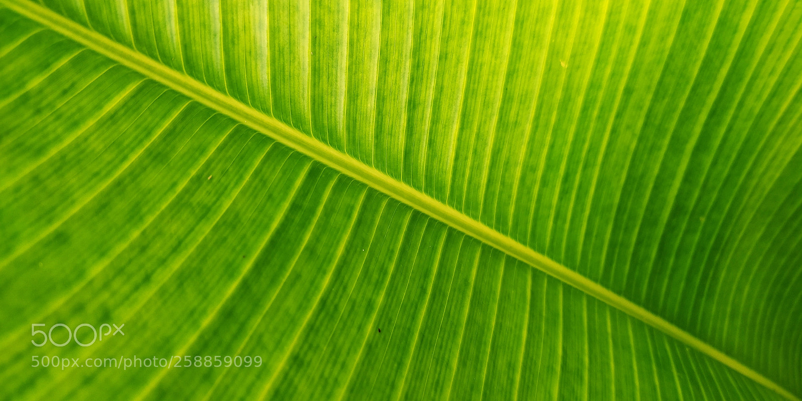 OnePlus 5T sample photo. Banana leaf photography