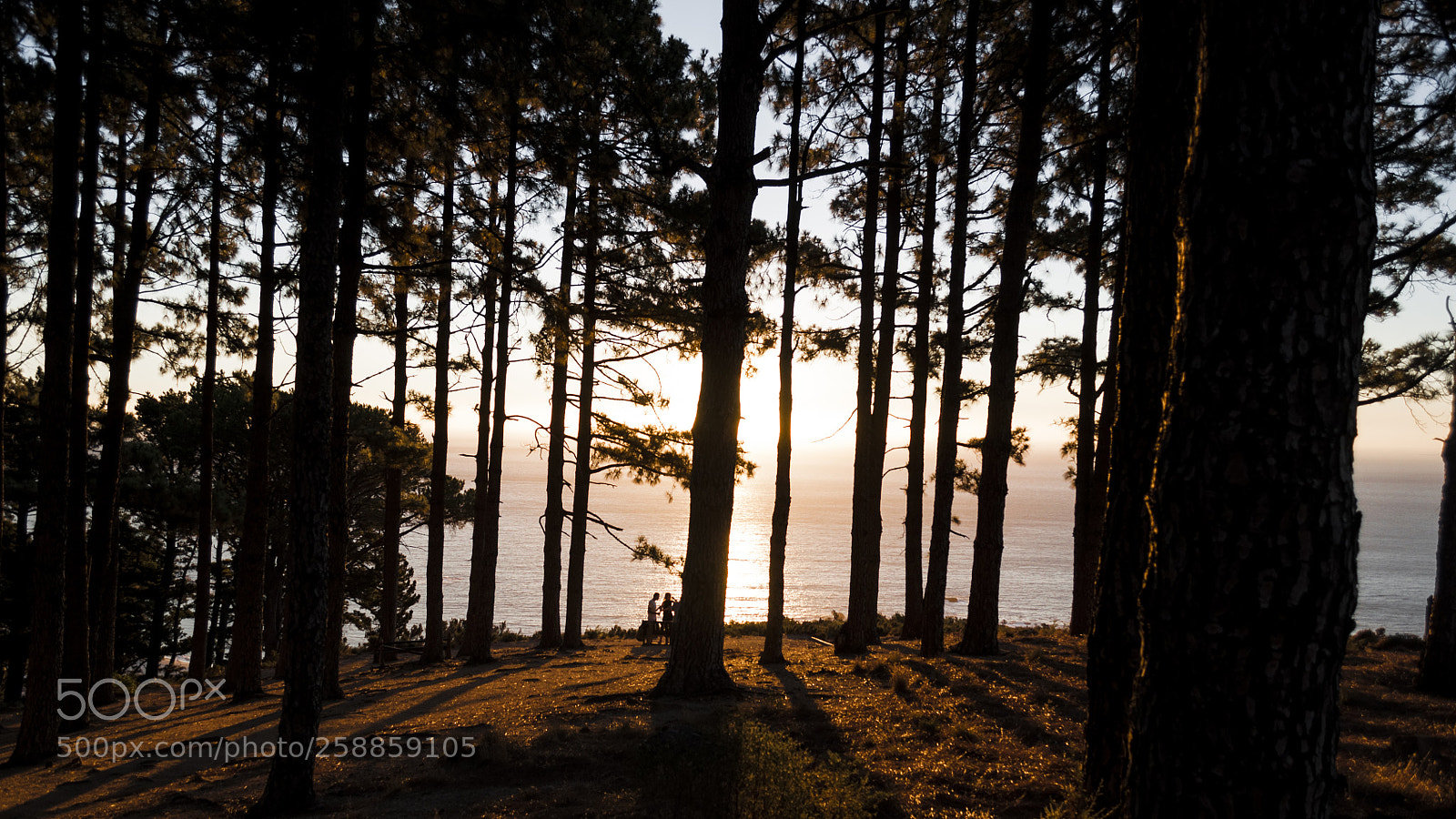 Nikon D90 sample photo. Forrest shadows photography