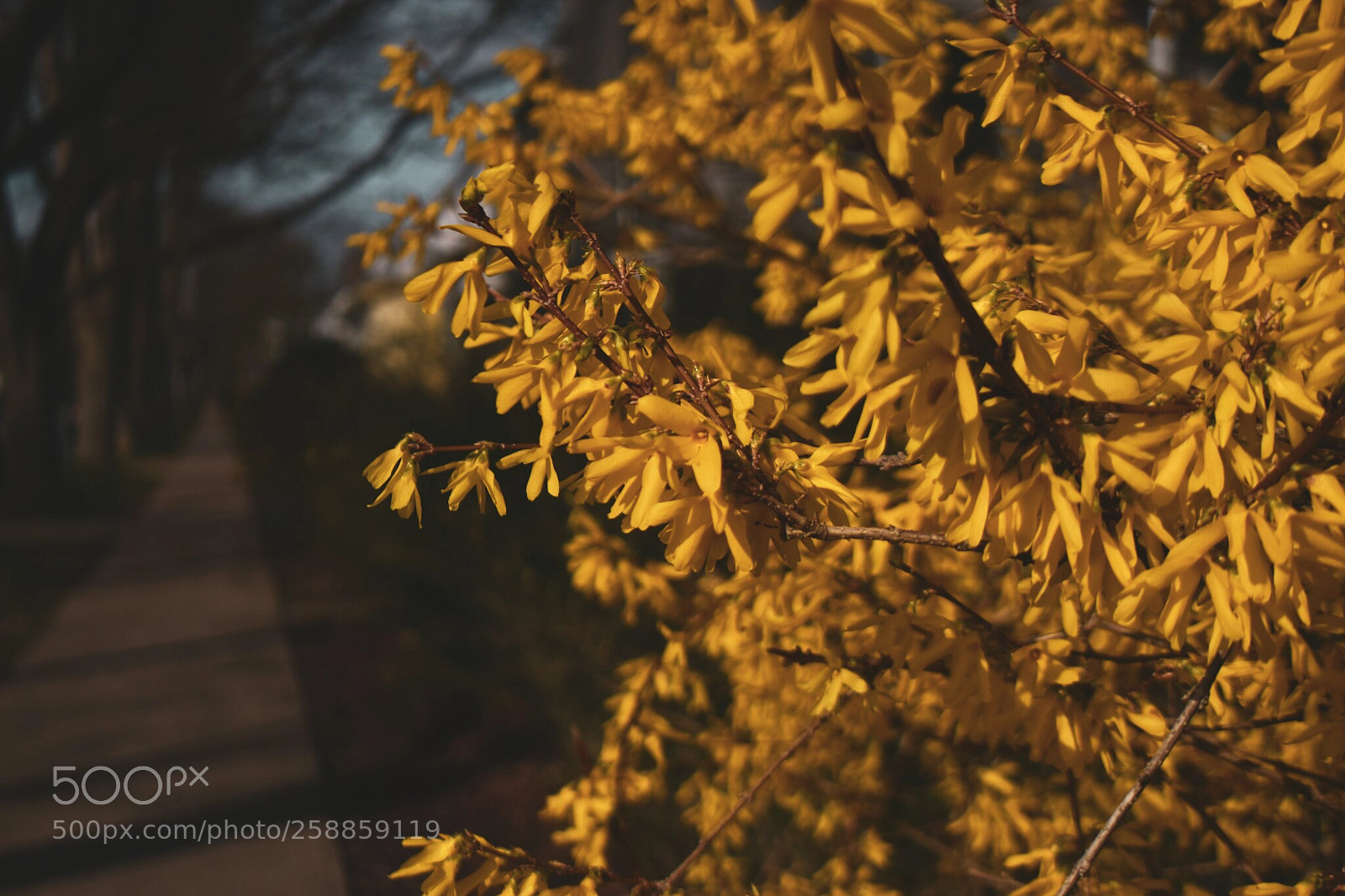 Nikon D5500 sample photo. Spring walk photography