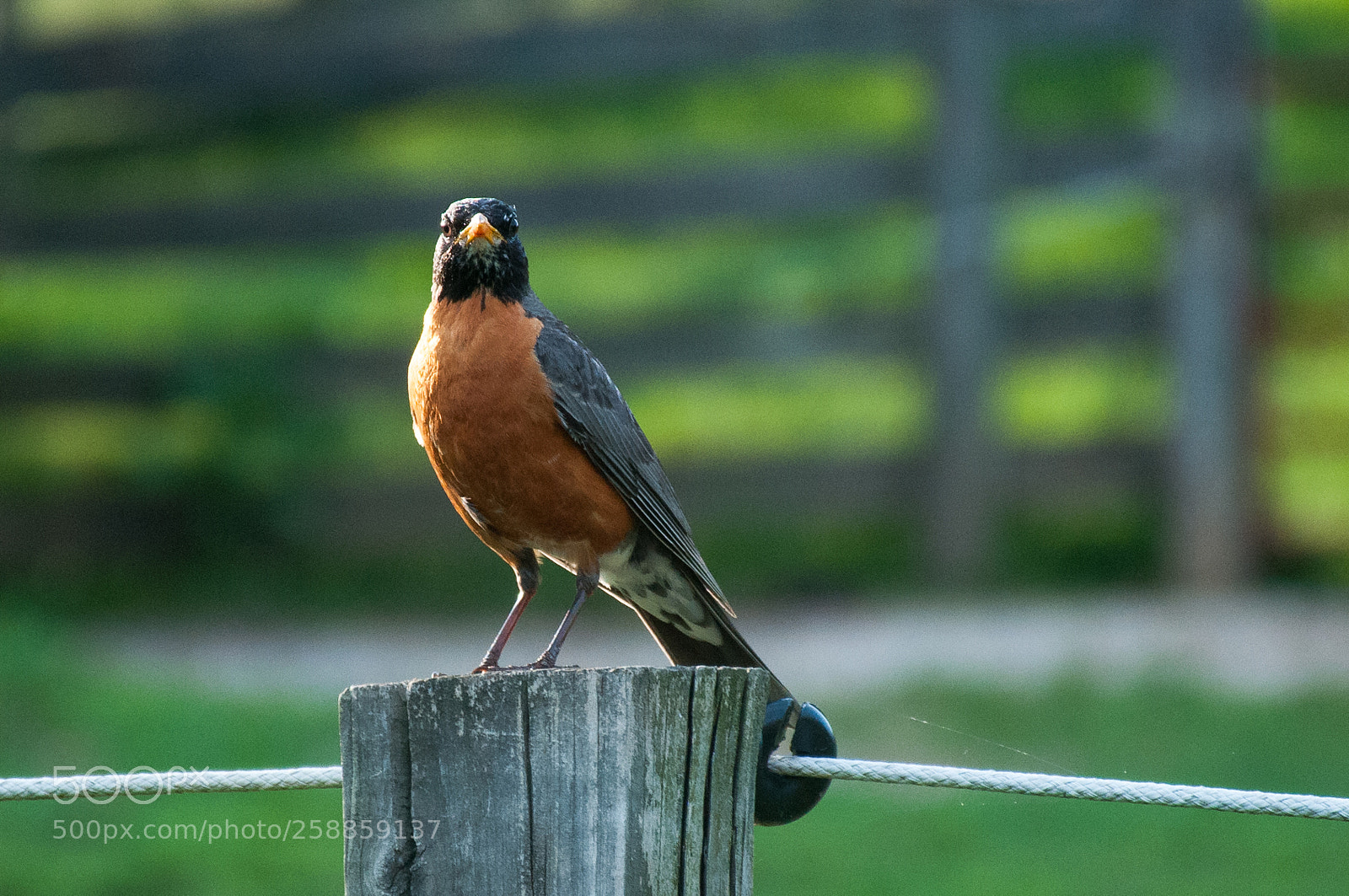 Nikon D300 sample photo. An american robin photography