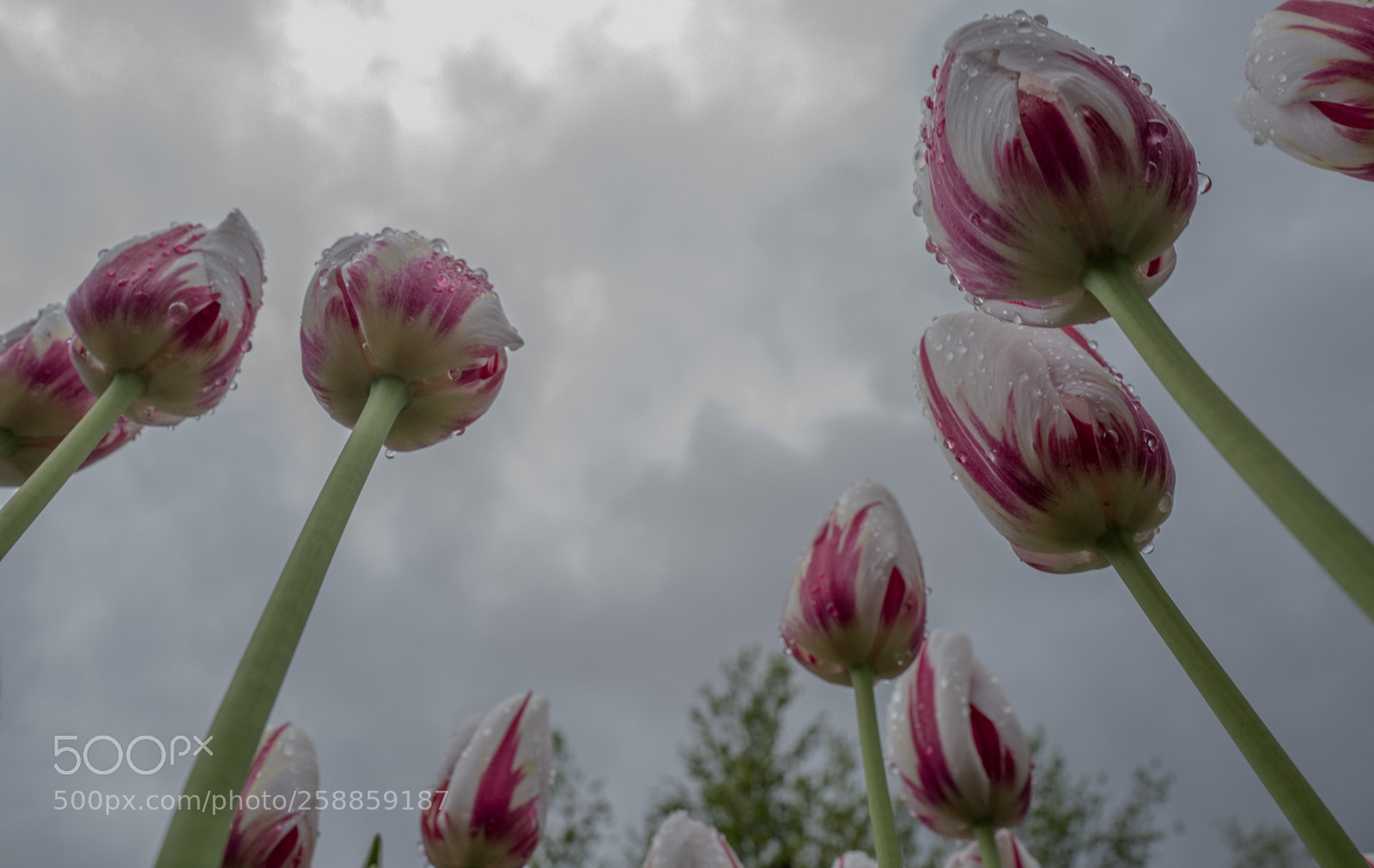 Leica Q (Typ 116) sample photo. Tulips photography