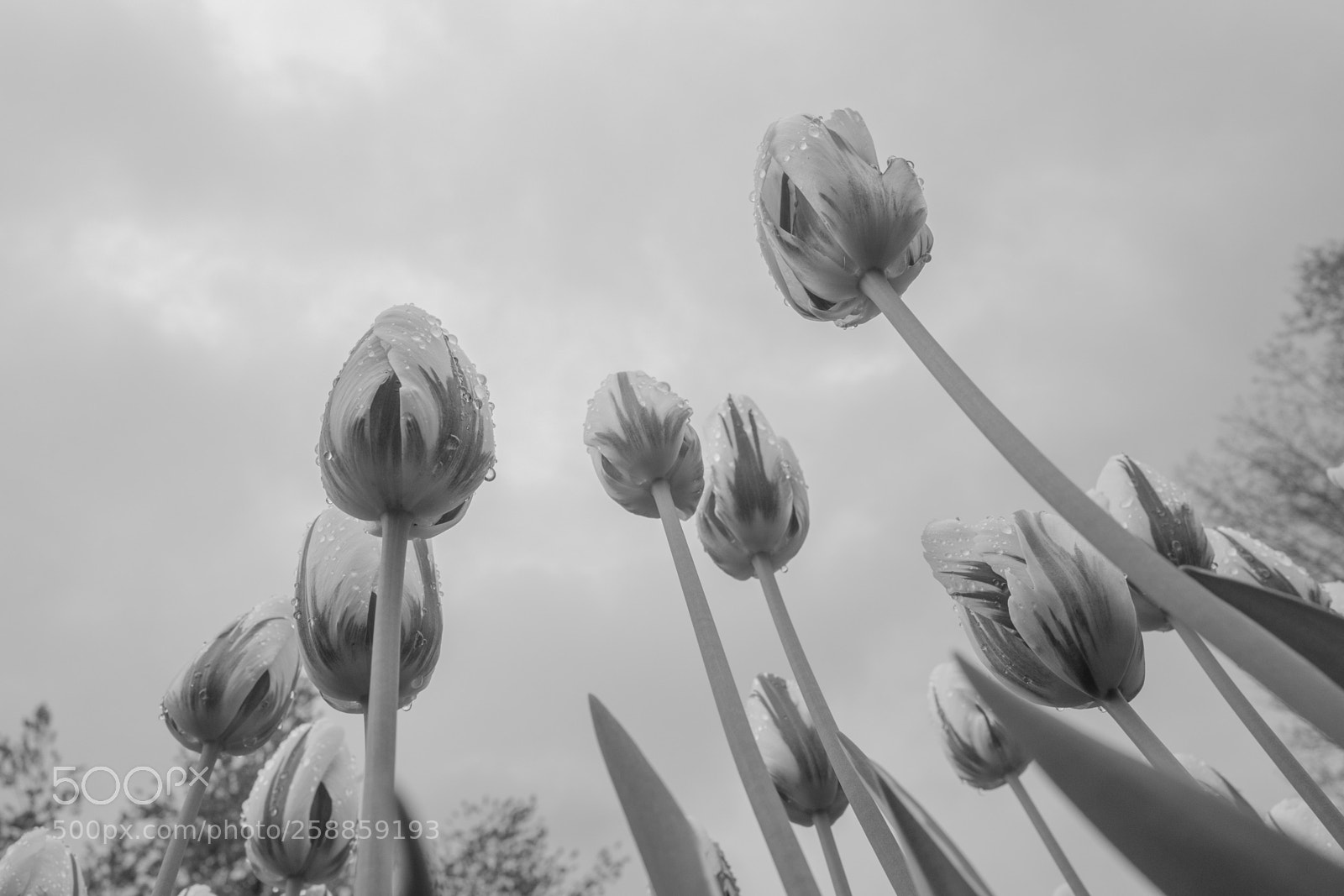 Leica Q (Typ 116) sample photo. Tulips photography