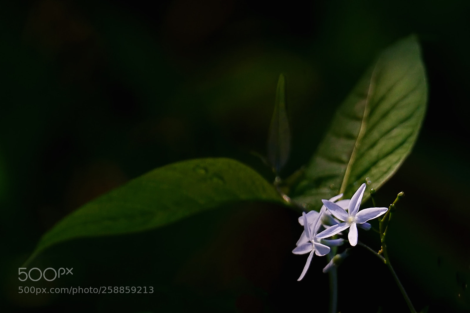 Sony a7R II sample photo. 水甘草花 photography