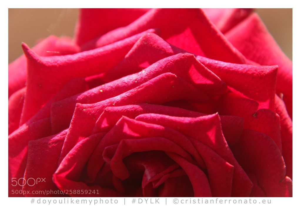Canon EOS M3 sample photo. Red rose photography