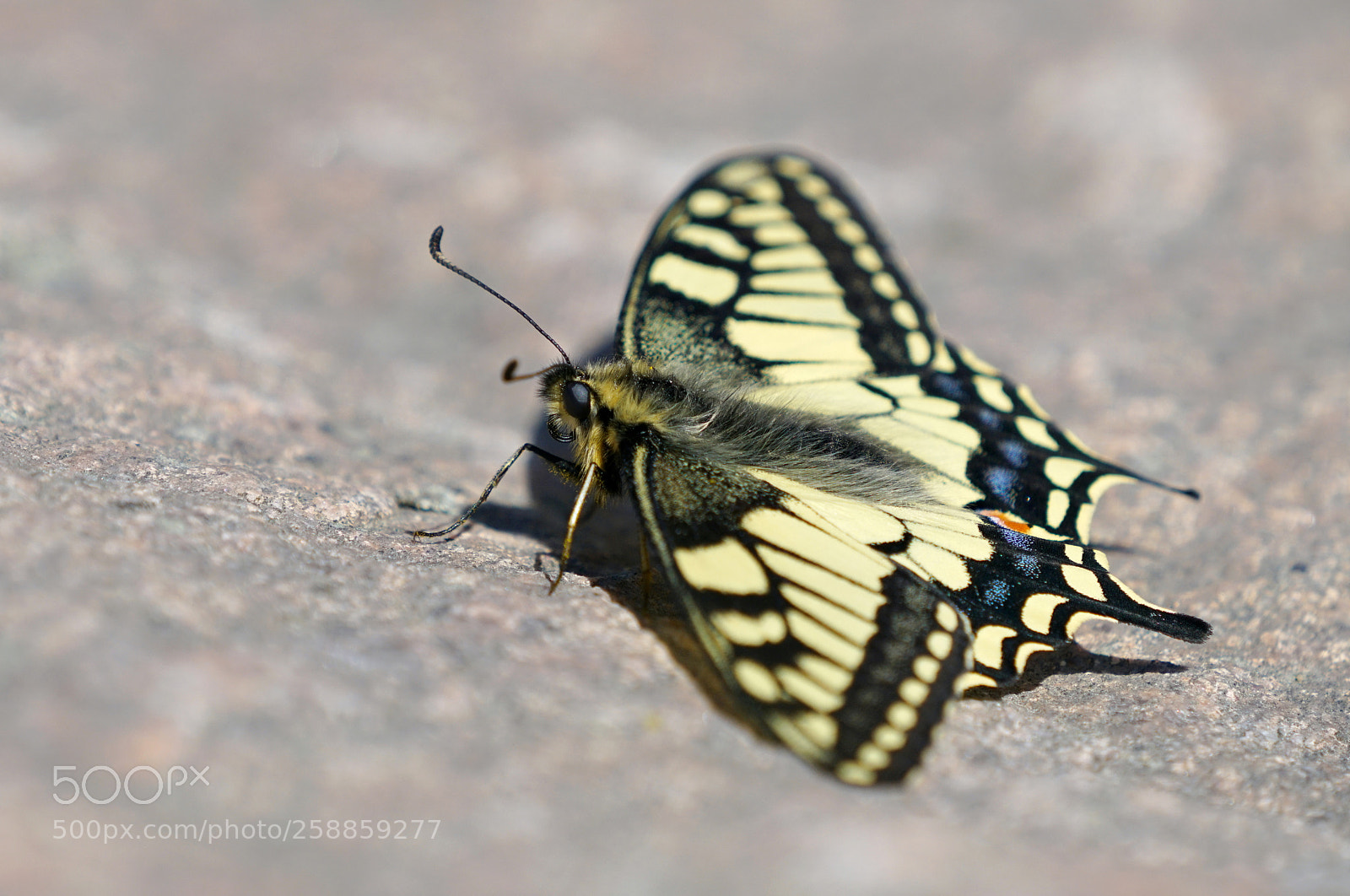Sony a7R II sample photo. Swallowtail photography