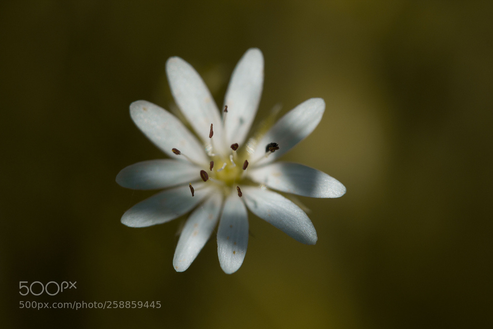 Canon EOS 600D (Rebel EOS T3i / EOS Kiss X5) sample photo. Blossom photography