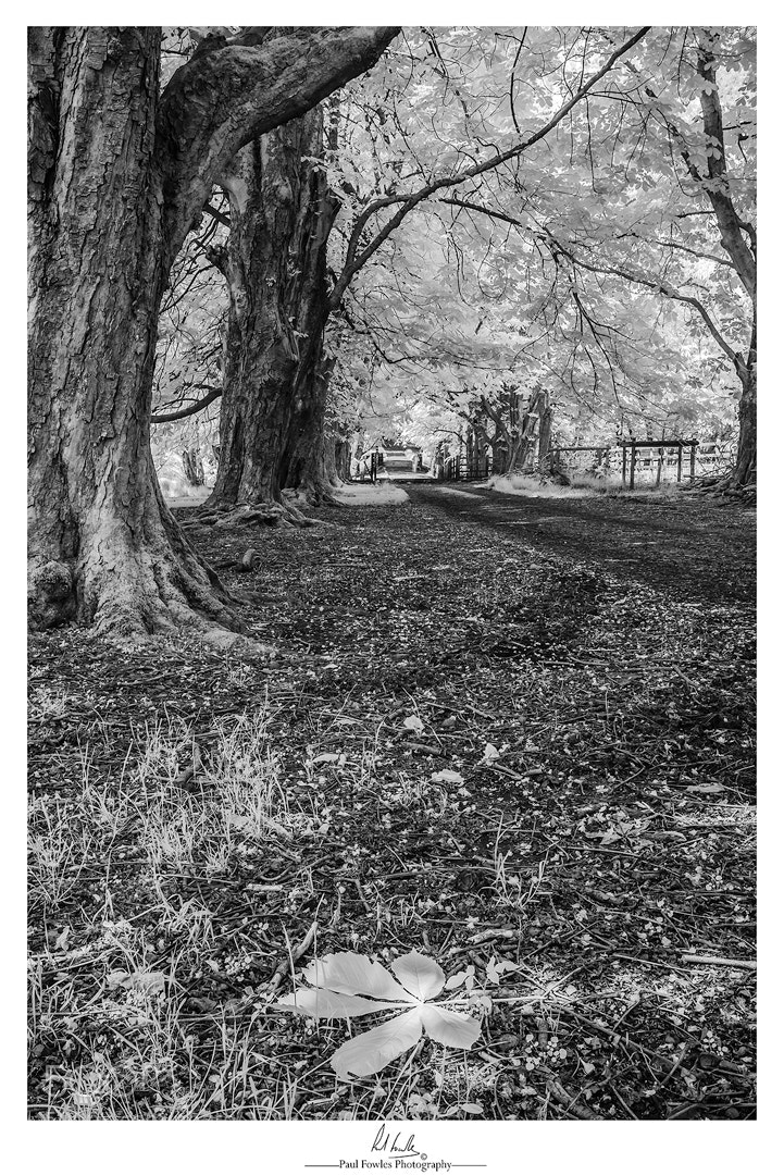 Nikon D7200 sample photo. Leafy walk photography