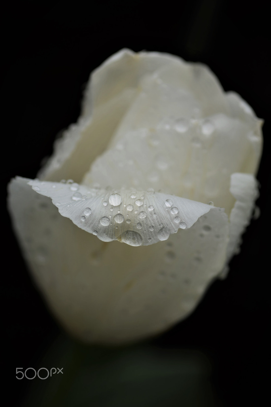 Nikon D3300 sample photo. Whiteness photography