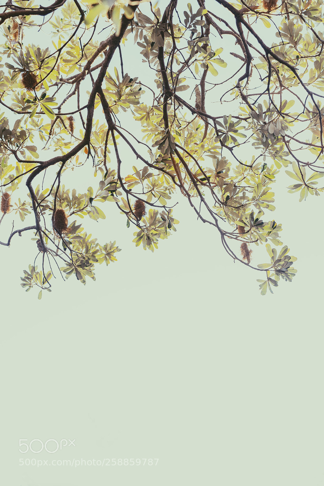 Sony a7 II sample photo. Banksia tree... photography