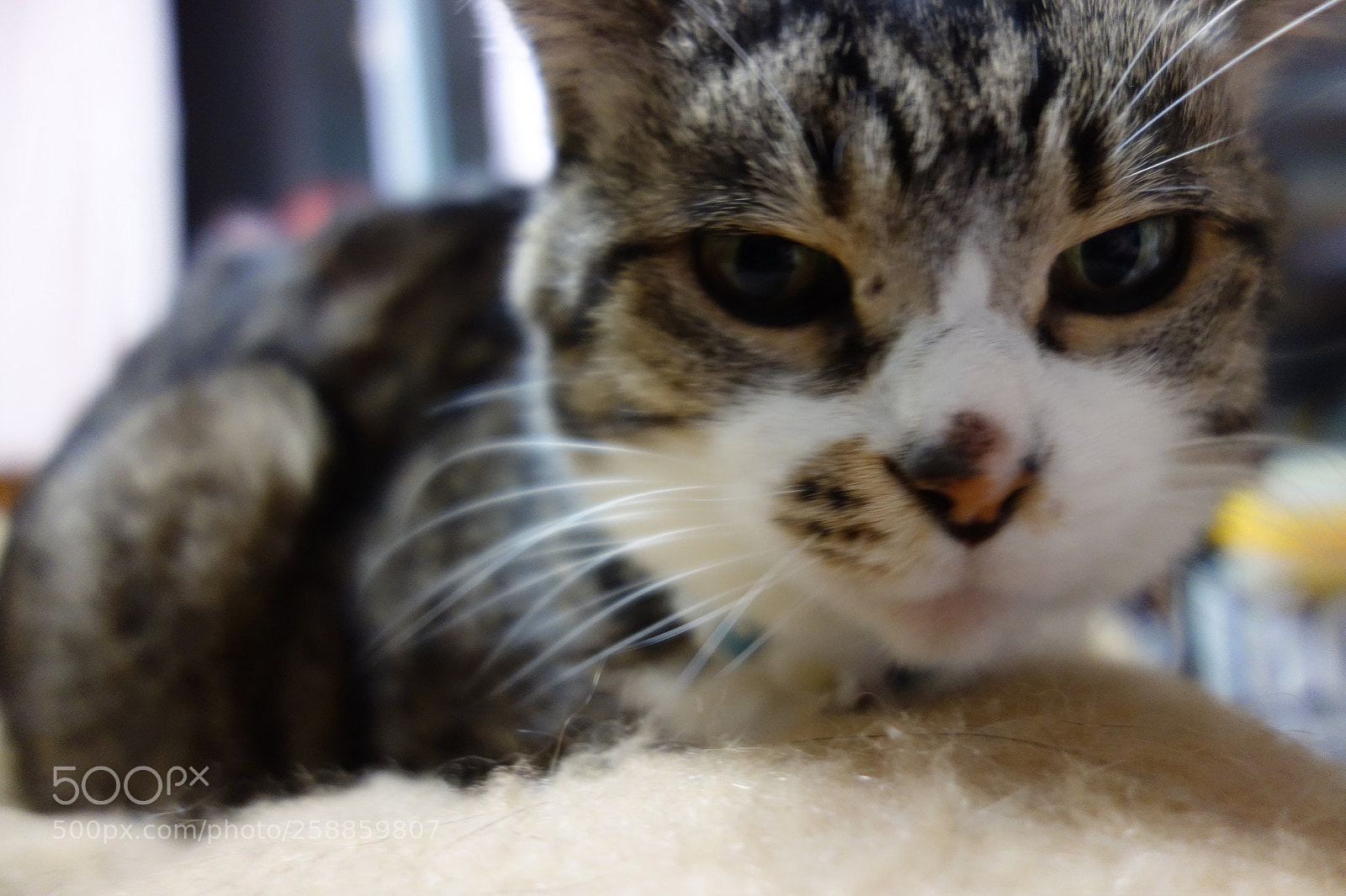 Sony Cyber-shot DSC-RX100 sample photo. Too close? photography