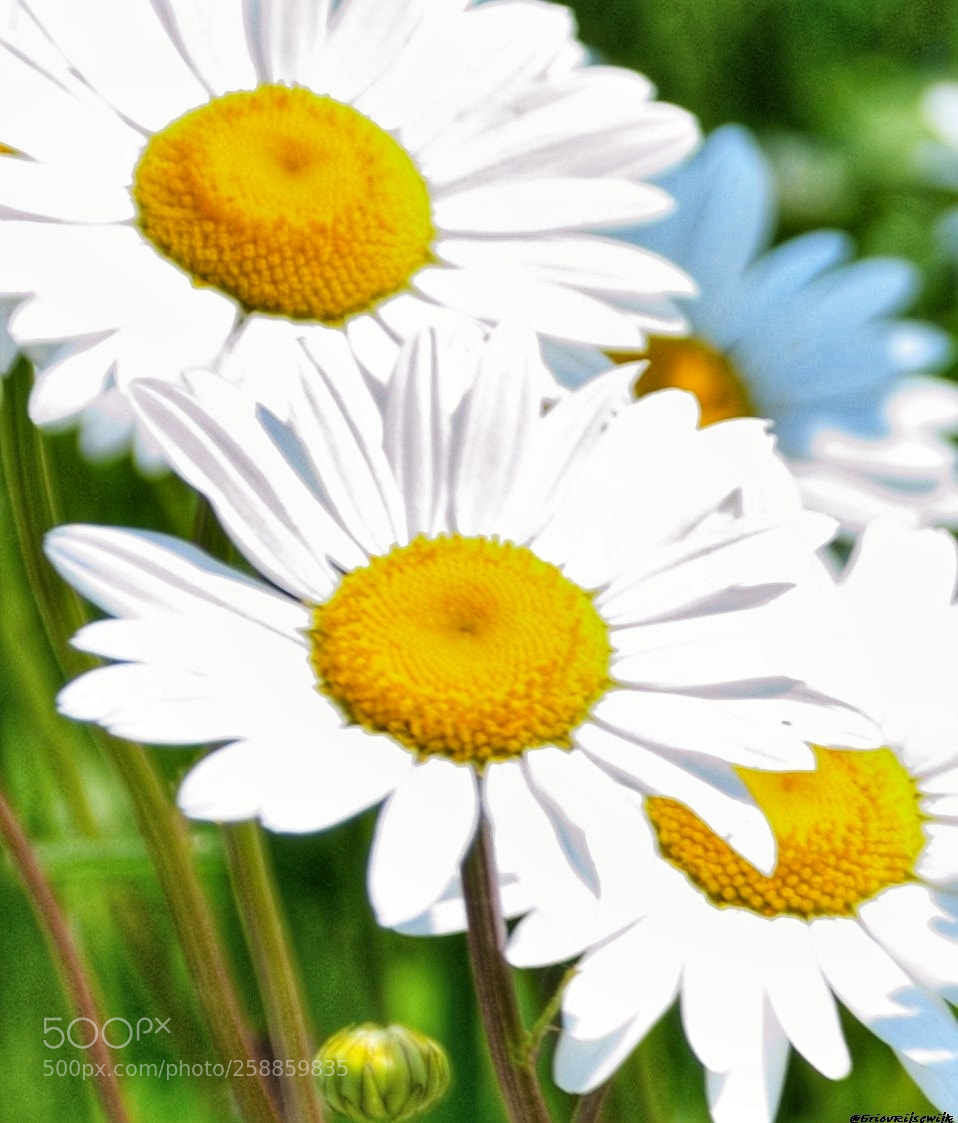 Nikon D3100 sample photo. Spring photography