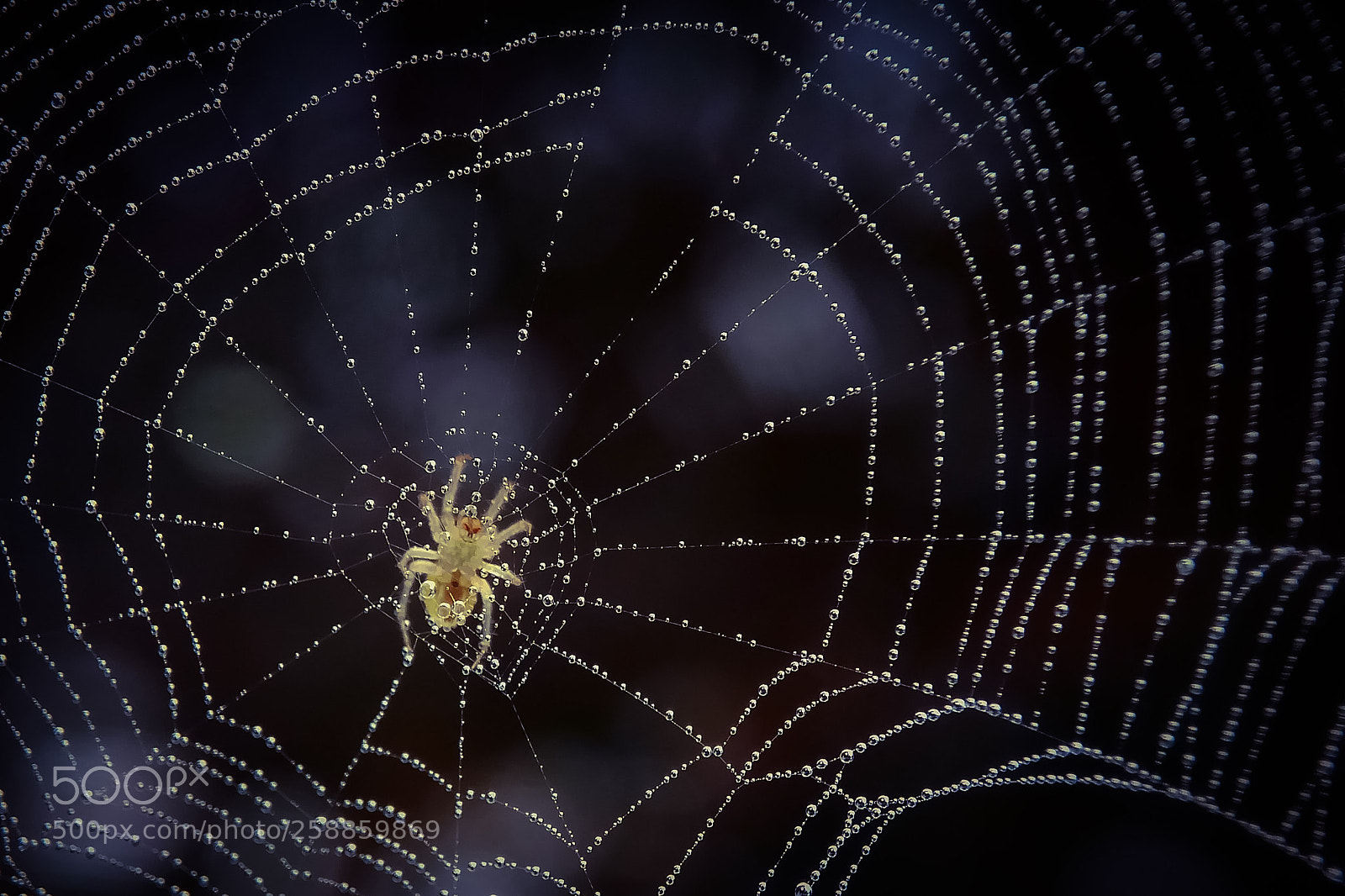 Xiaomi Redmi Note 4 sample photo. Spider photography