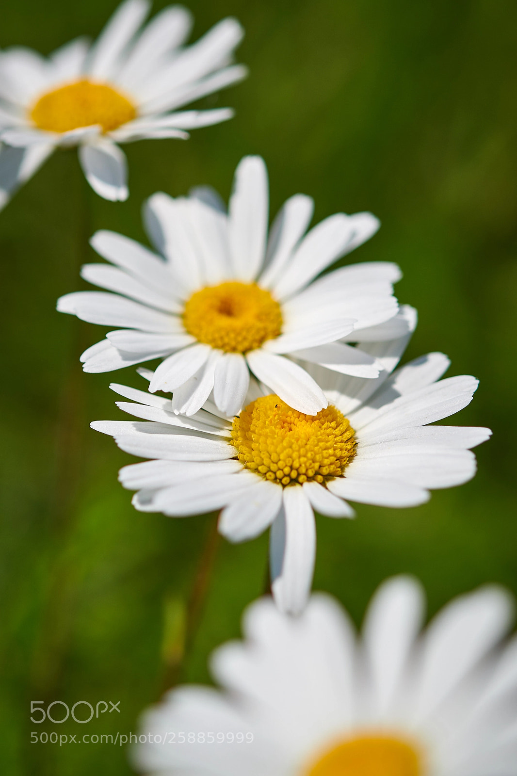 Nikon D850 sample photo. 4 in a row photography