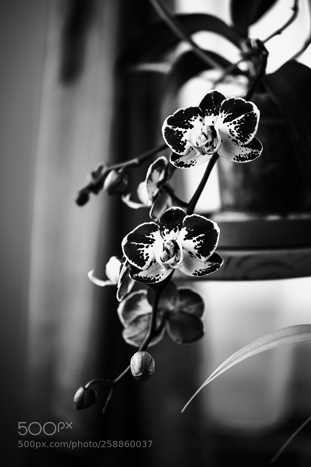 Sony a7 II sample photo. Orchid blossom photography
