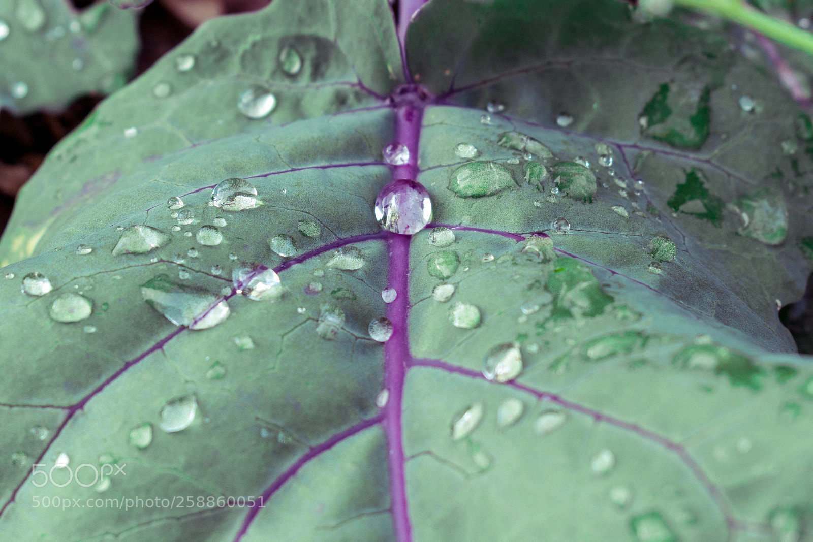 Nikon D7500 sample photo. Water droplets  photography