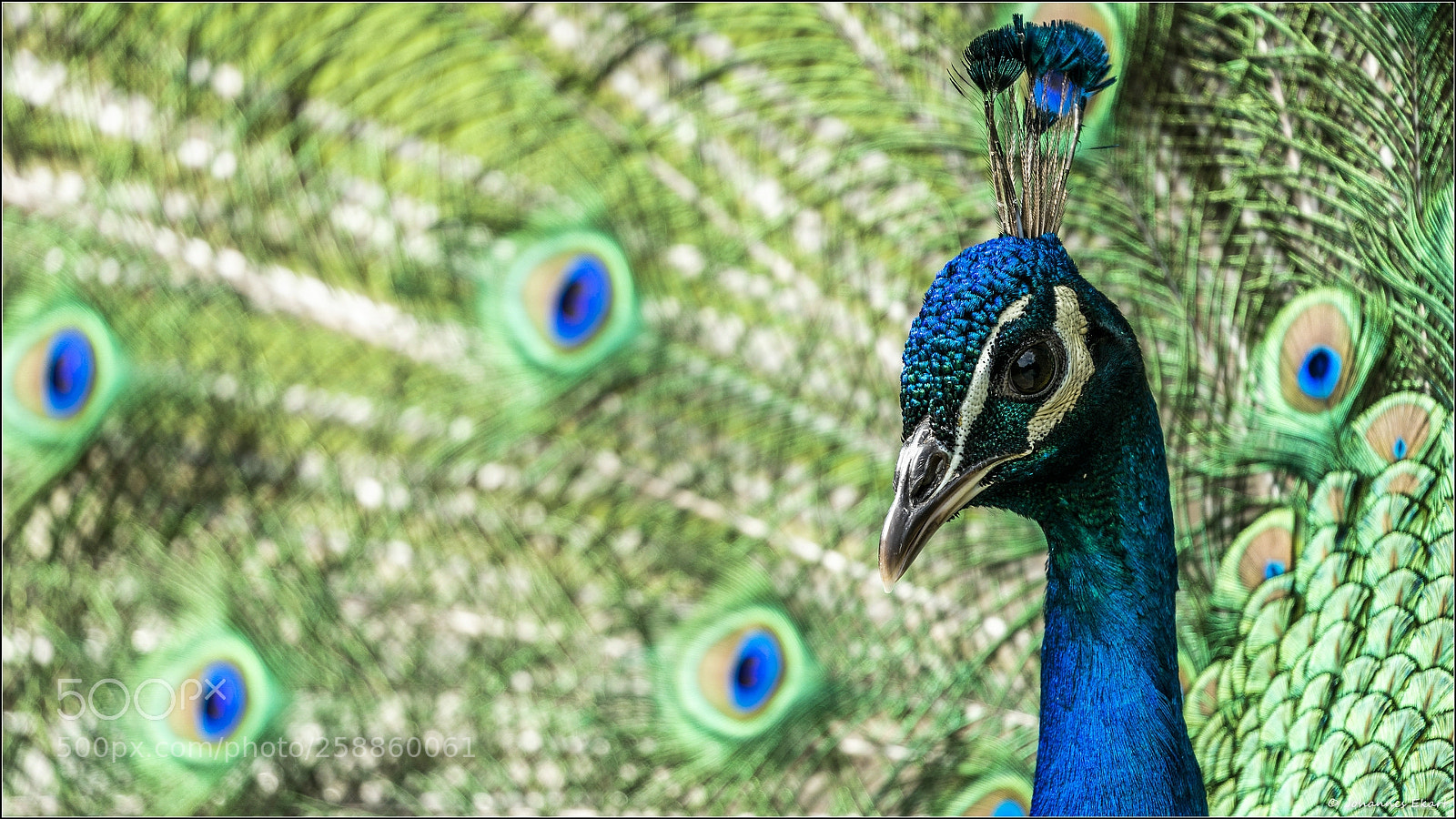 Sony a9 sample photo. Peacock photography