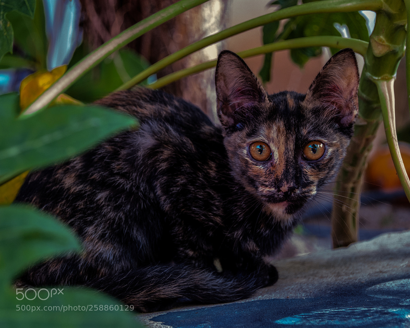 Nikon D200 sample photo. A new cat photography