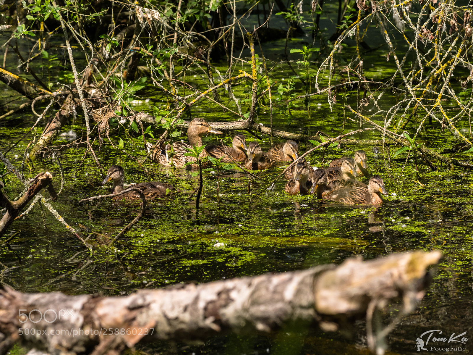 Olympus OM-D E-M1 sample photo. Entenfamilie photography