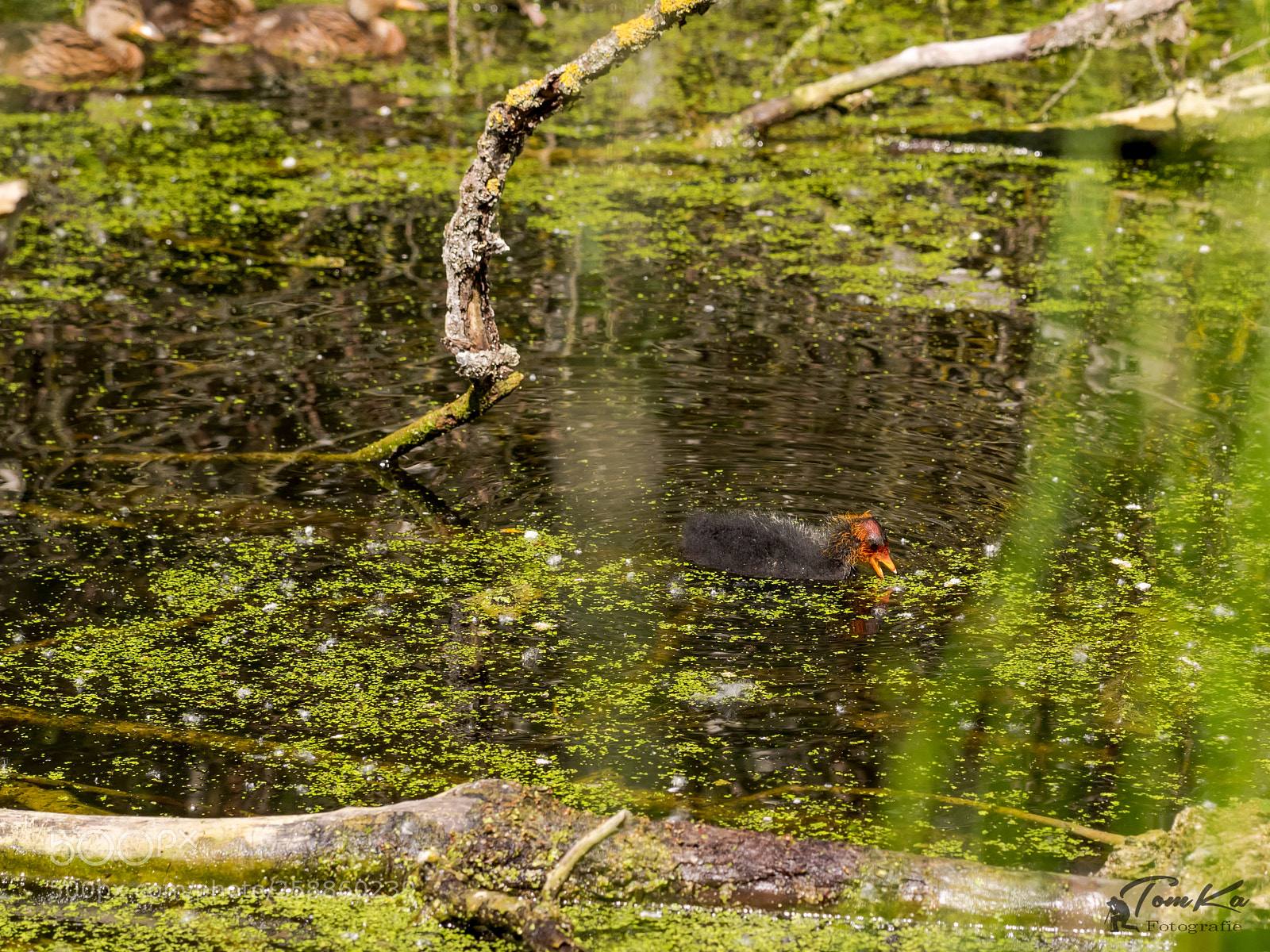 Olympus OM-D E-M1 sample photo. Blässhuhnjunges (fulica atra) photography