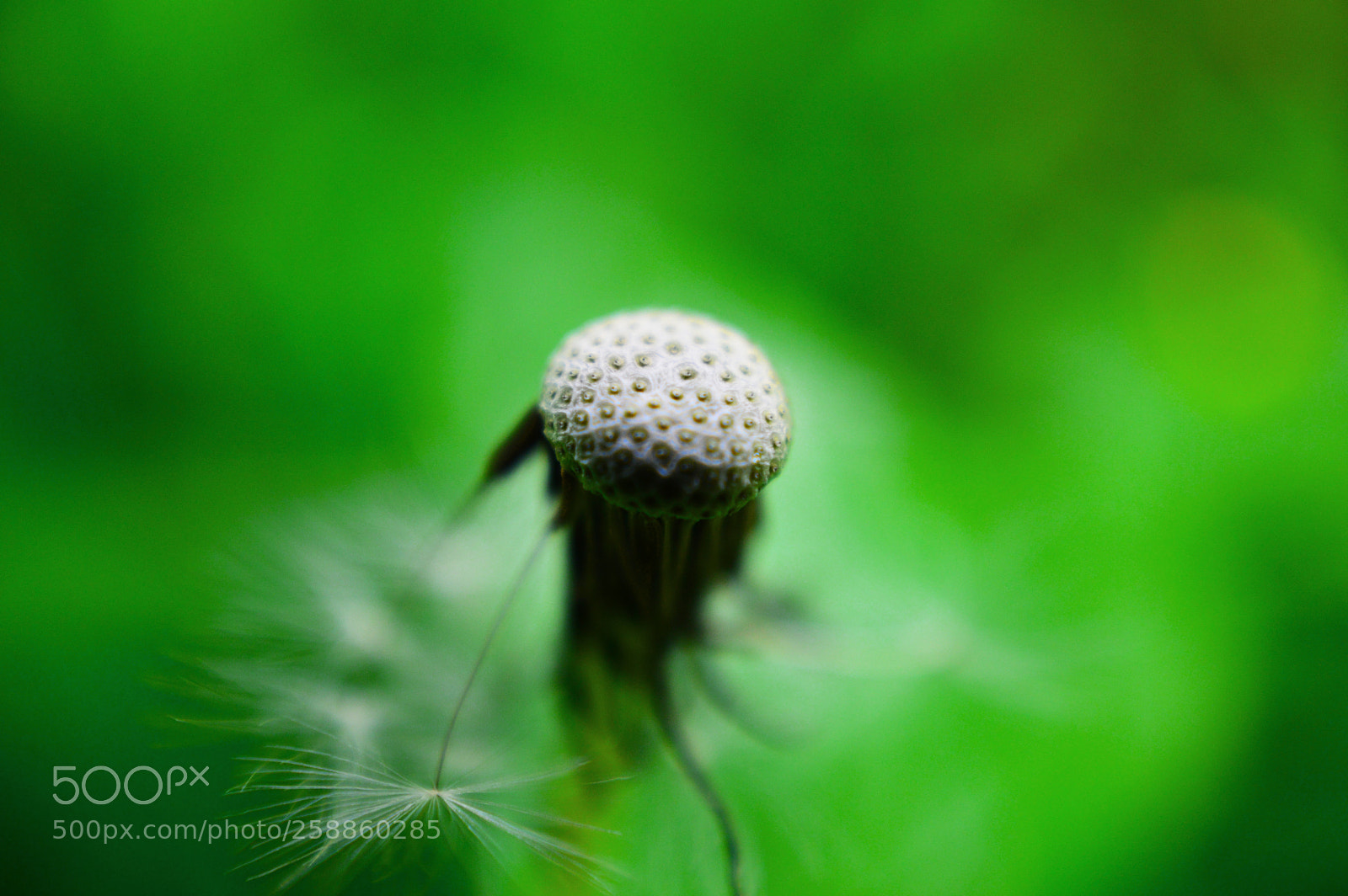 Nikon D3200 sample photo. Dandelion photography