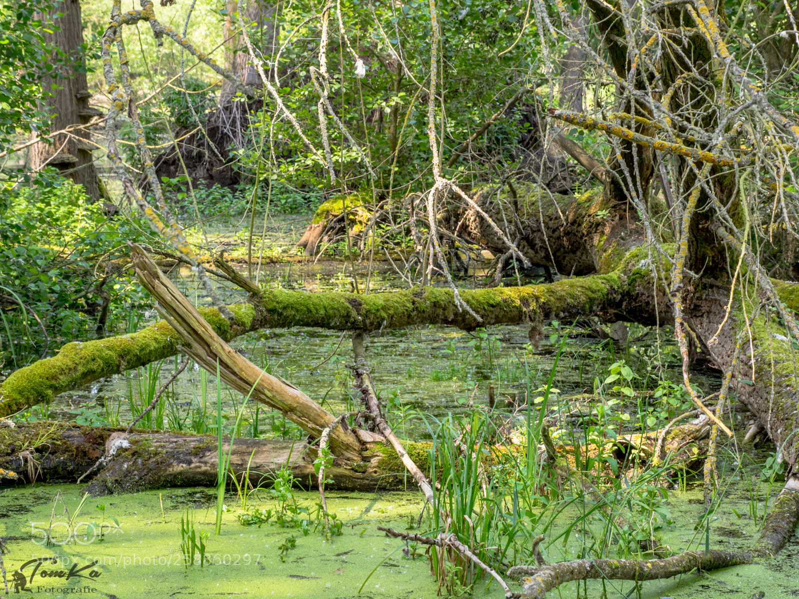 Olympus OM-D E-M1 sample photo. Moor im maudacher bruch photography