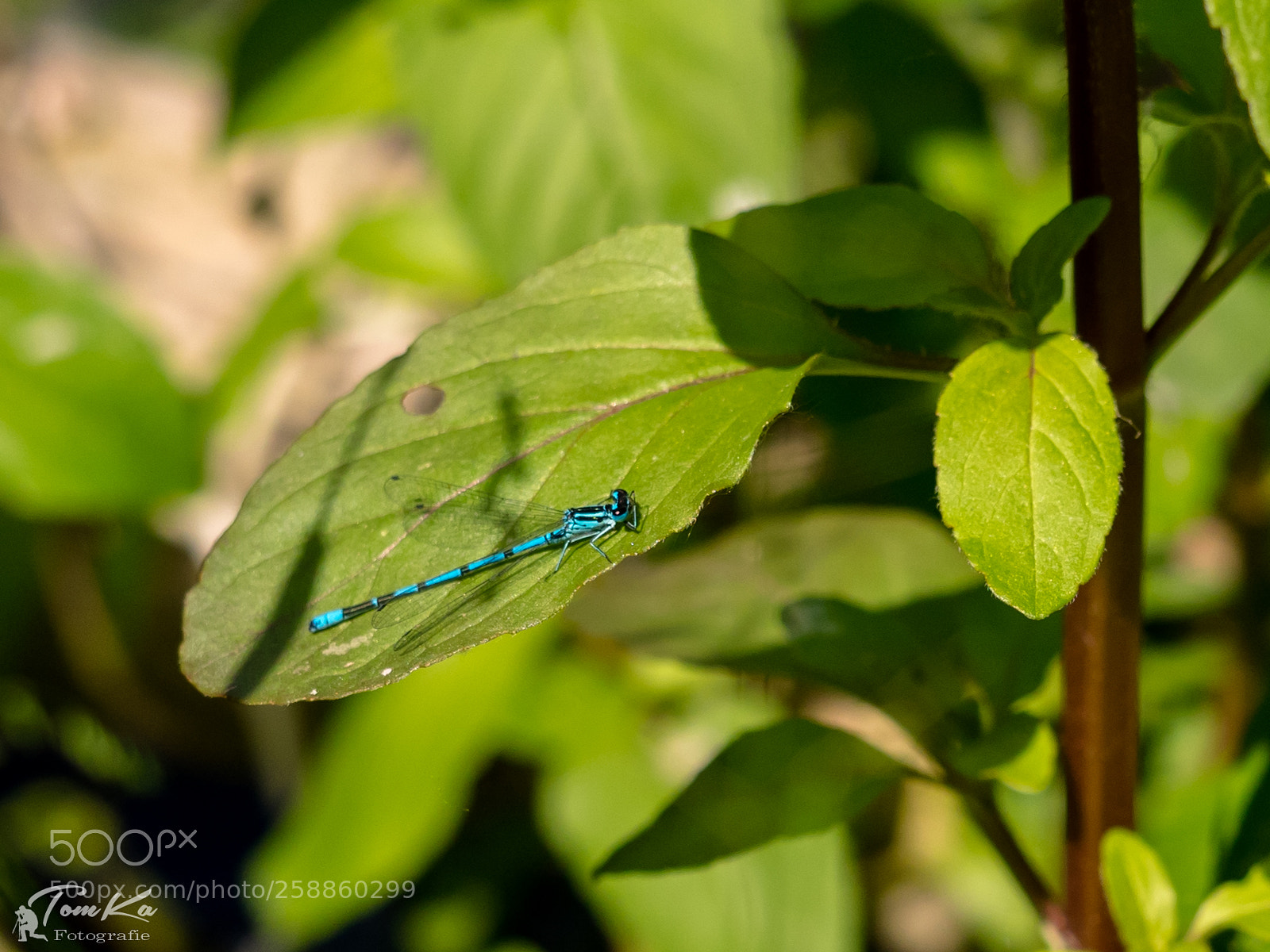 Olympus OM-D E-M1 sample photo. Gabel-azurjungfer (coenagrion scitulum) photography