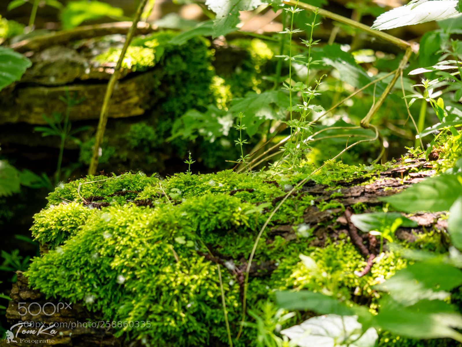 Olympus OM-D E-M1 sample photo. Abgebrochener baumstamm mit moos photography