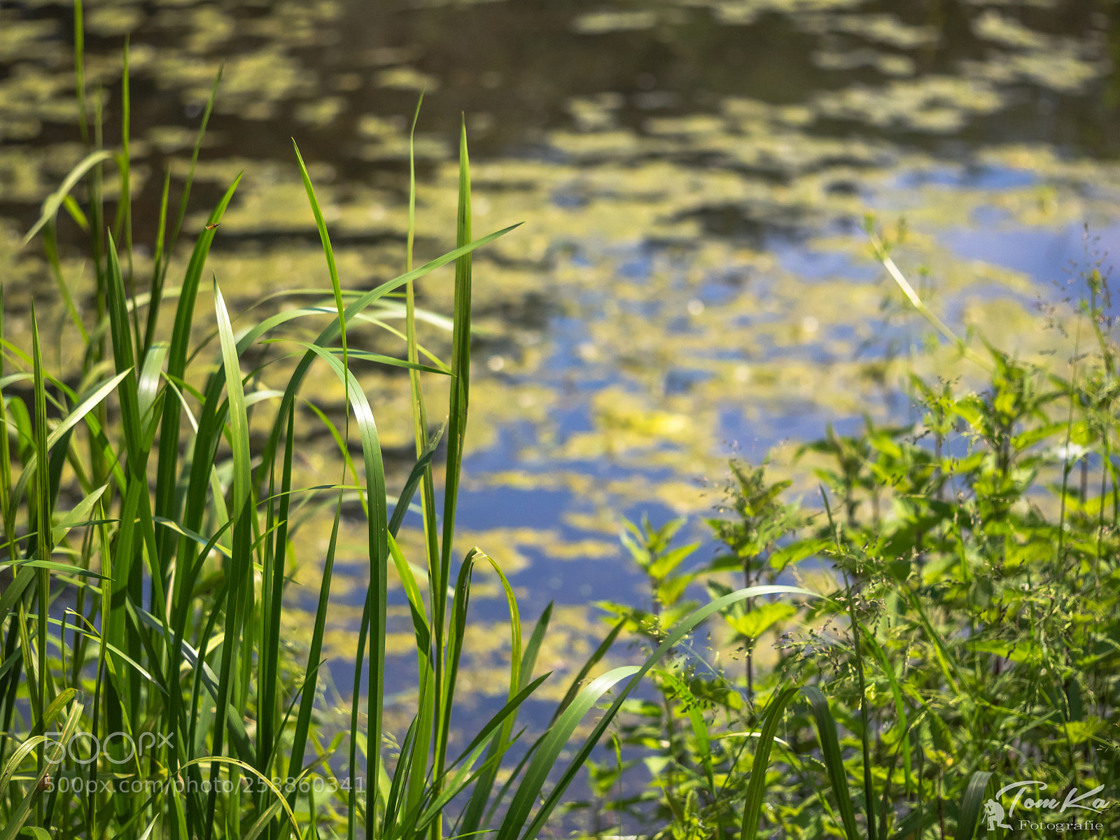 Olympus OM-D E-M1 sample photo. Am ufer photography