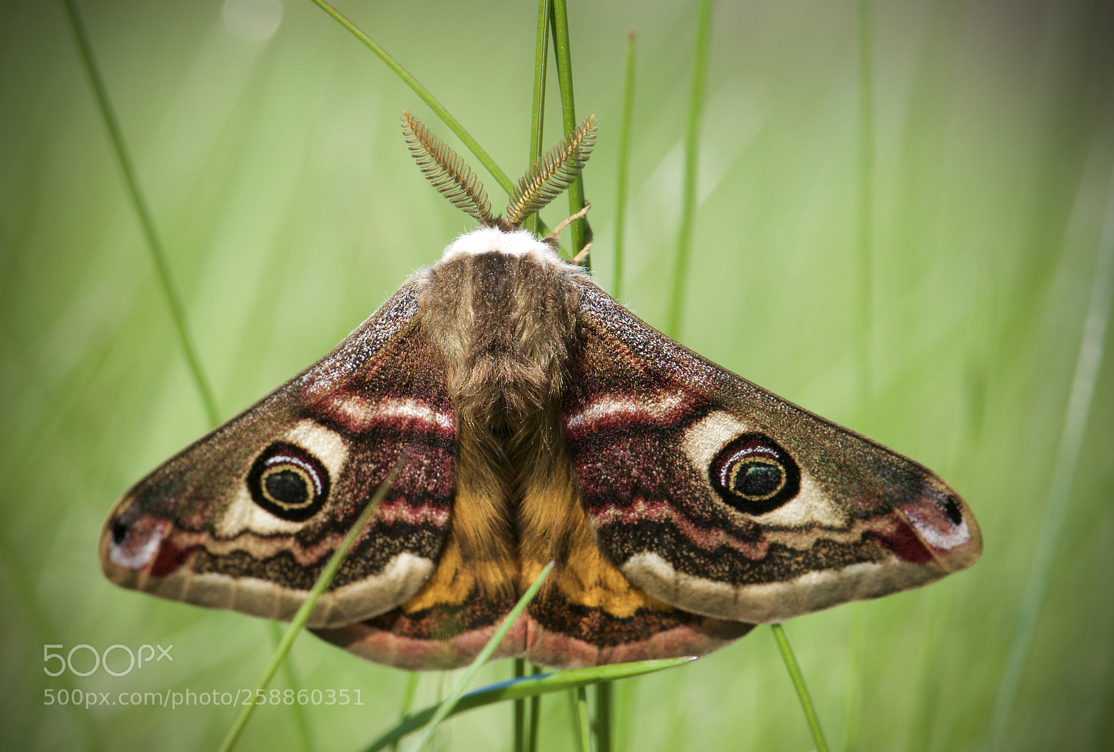 Nikon D810 sample photo. Emperor moth photography