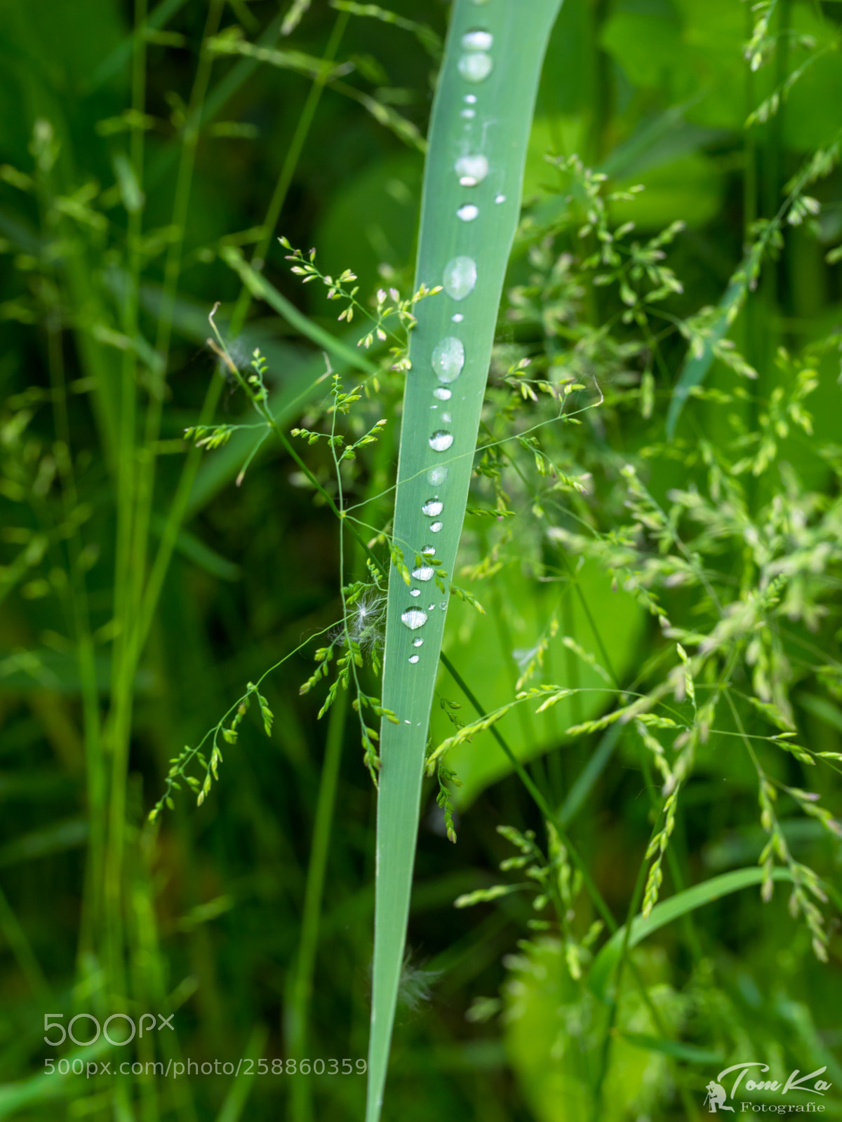 Olympus OM-D E-M1 sample photo. Wassertropfen auf blatt photography