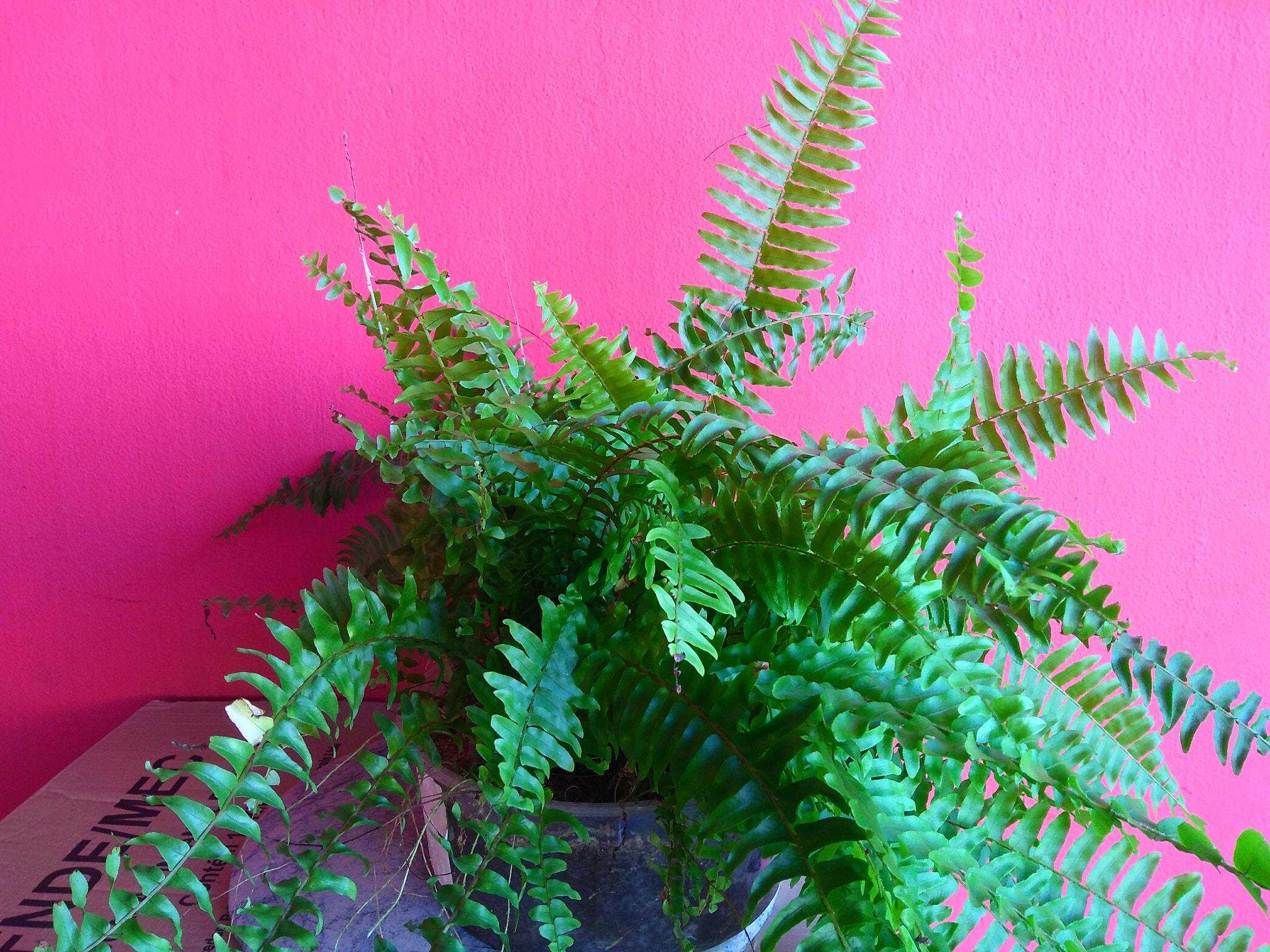 Motorola Moto G (5S) Plus sample photo