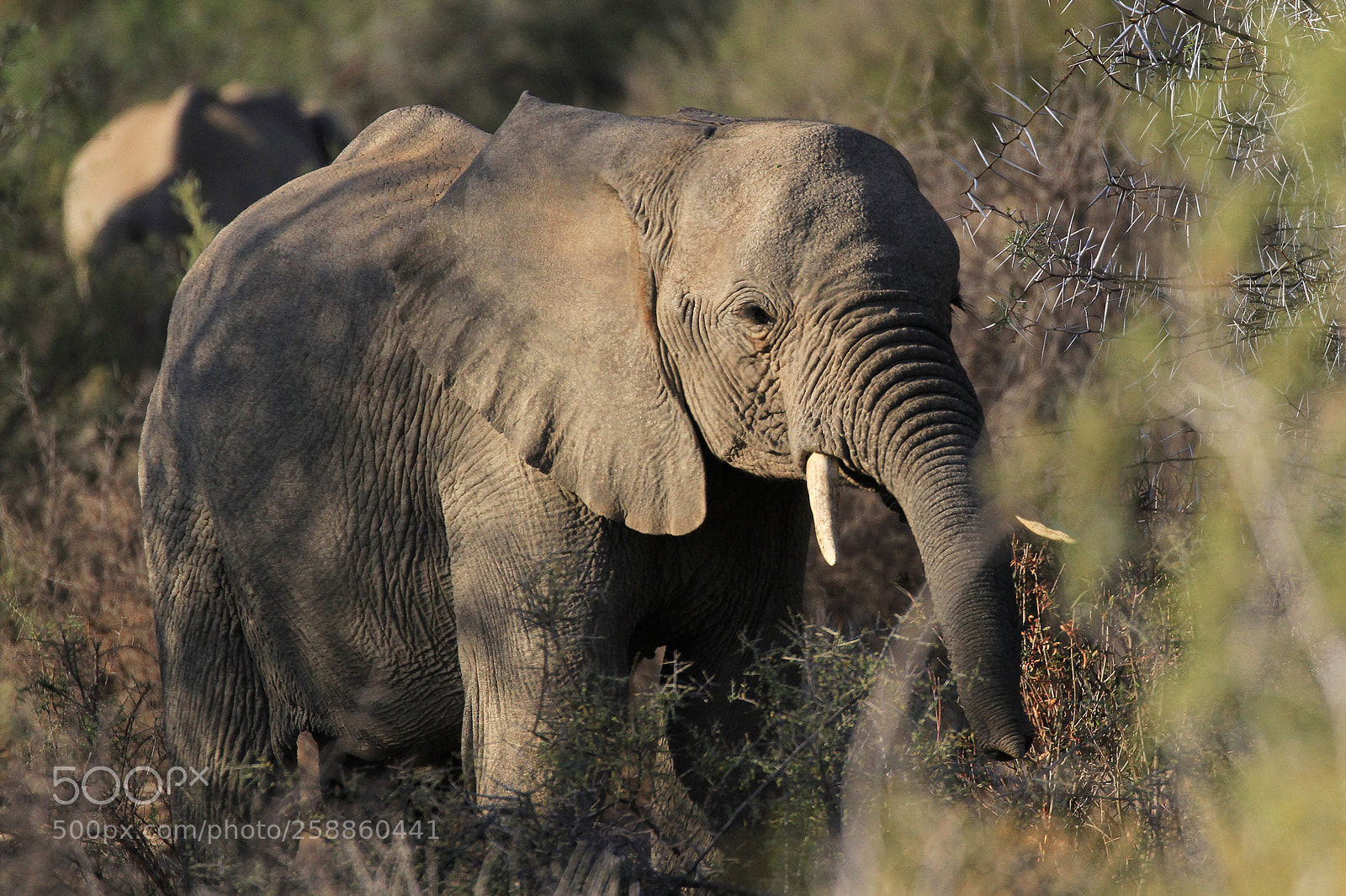 Canon EOS 7D sample photo. Elefant photography