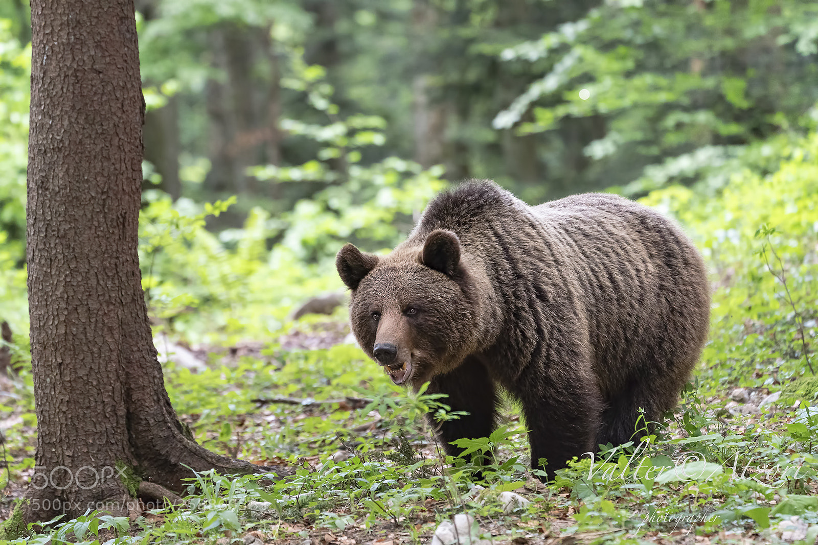 Sony a9 sample photo. Wild bear photography