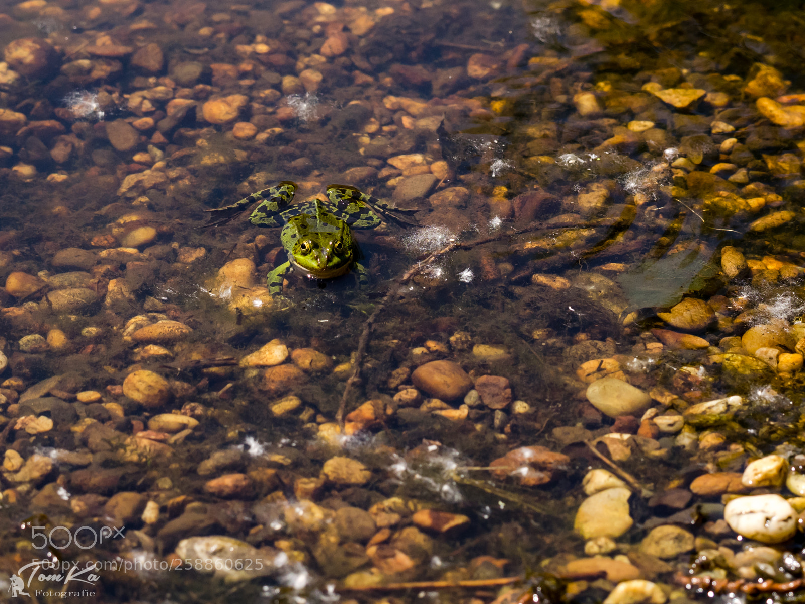 Olympus OM-D E-M1 sample photo. Teichfrosch (pelophylax sculentus photography