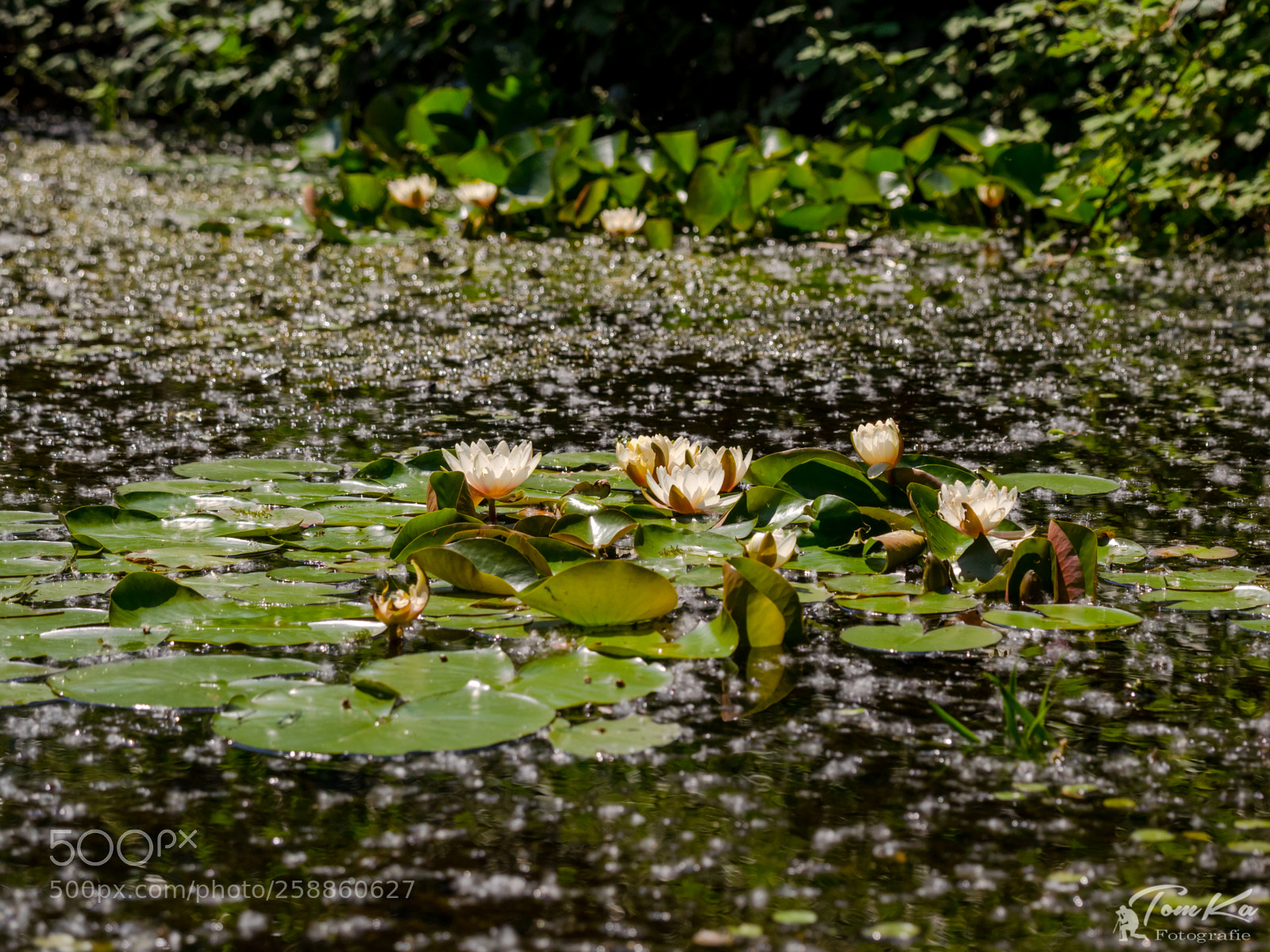 Olympus OM-D E-M1 sample photo. Seerosen (nymphaea) photography