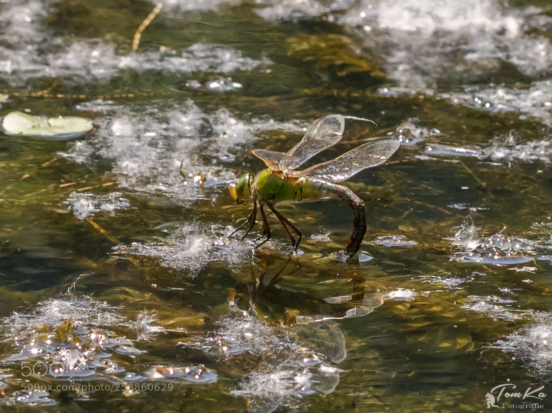 Olympus OM-D E-M1 sample photo. Gro e k nigslibelle photography