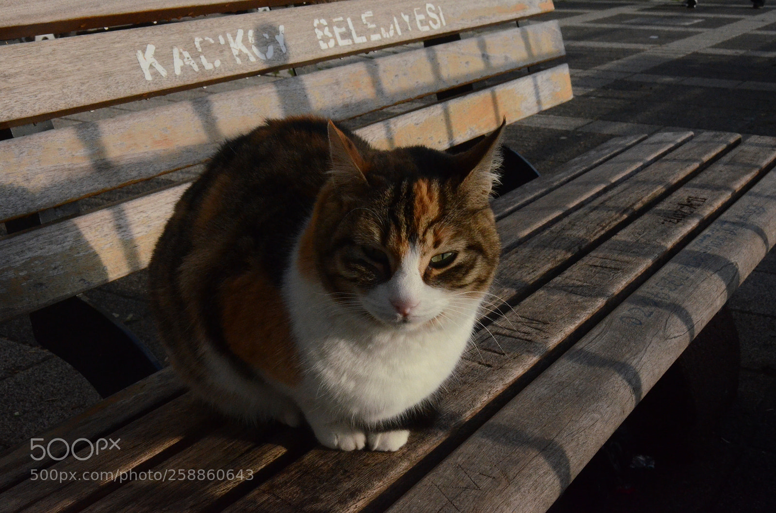 Nikon D7000 sample photo. Cat photography