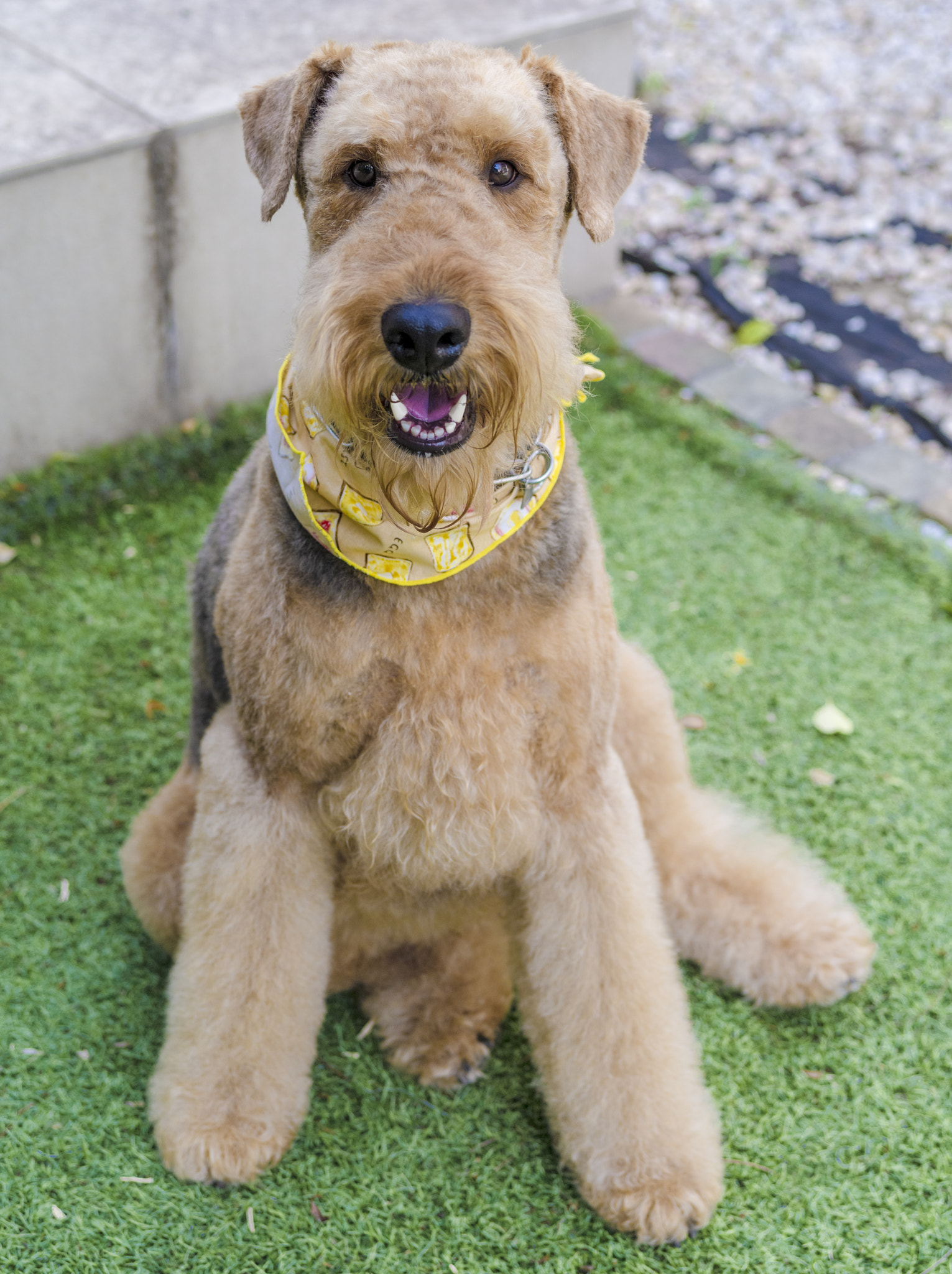Pentax 645D sample photo. He was trimmed today to be a handsome boy photography